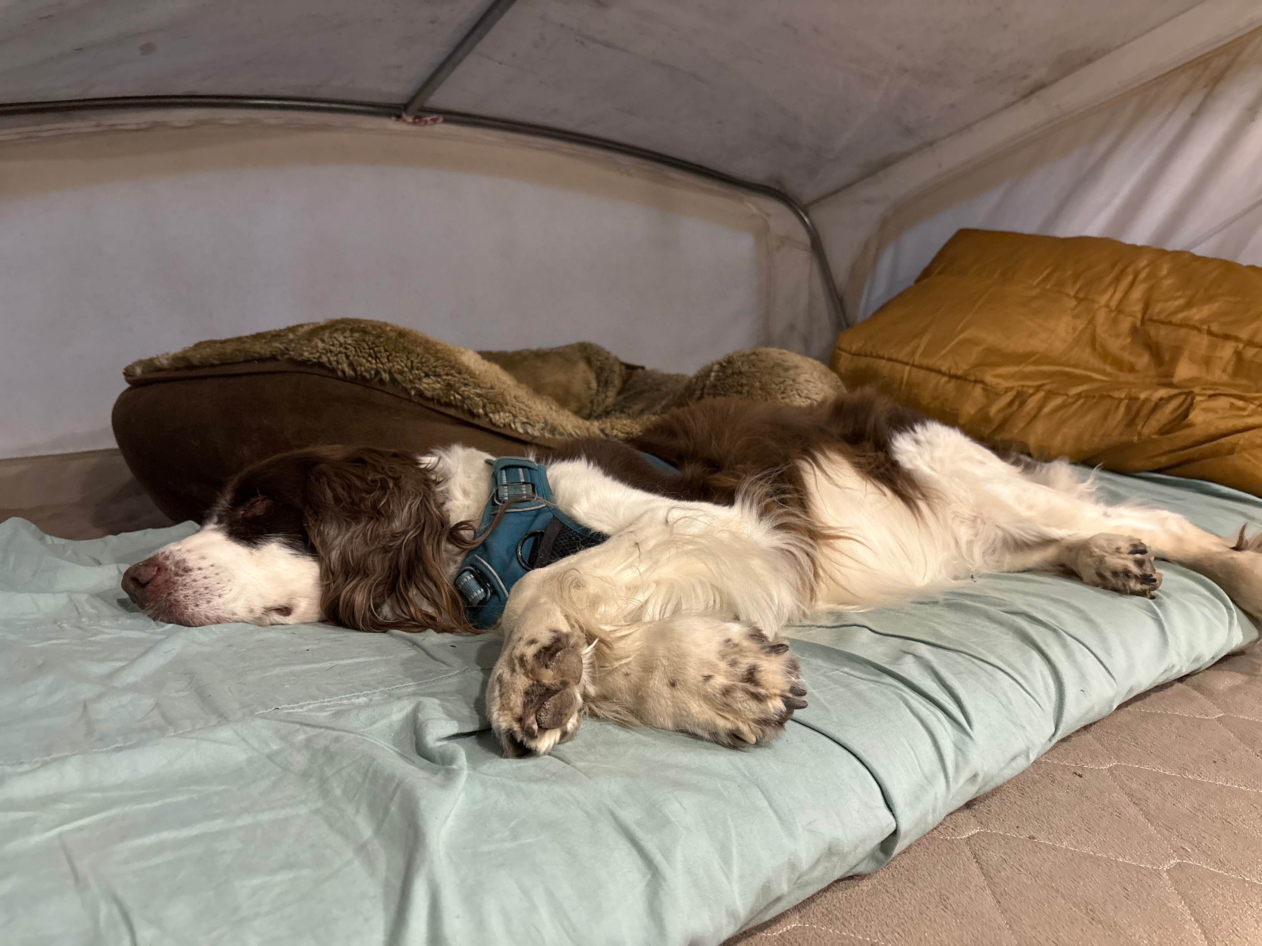 Joel R.'s photo of camping with pets at Greensboro KOA near Germanton, NC