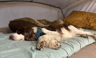 Joel R.'s photo of camping with pets at Greensboro KOA near Reidsville, NC