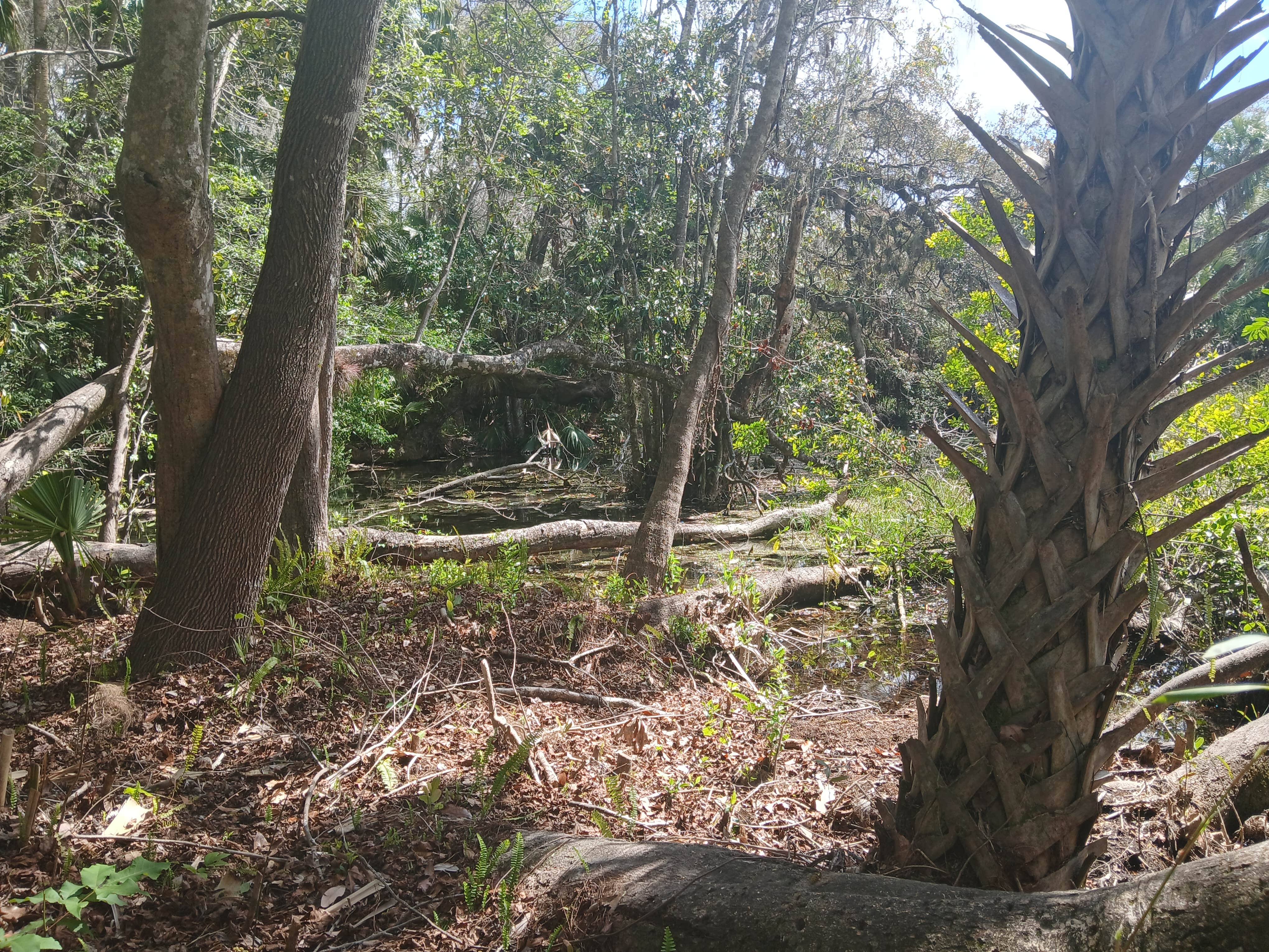 Camping near Silver Springs RV Park: Greentree Estates, Ocala, Florida