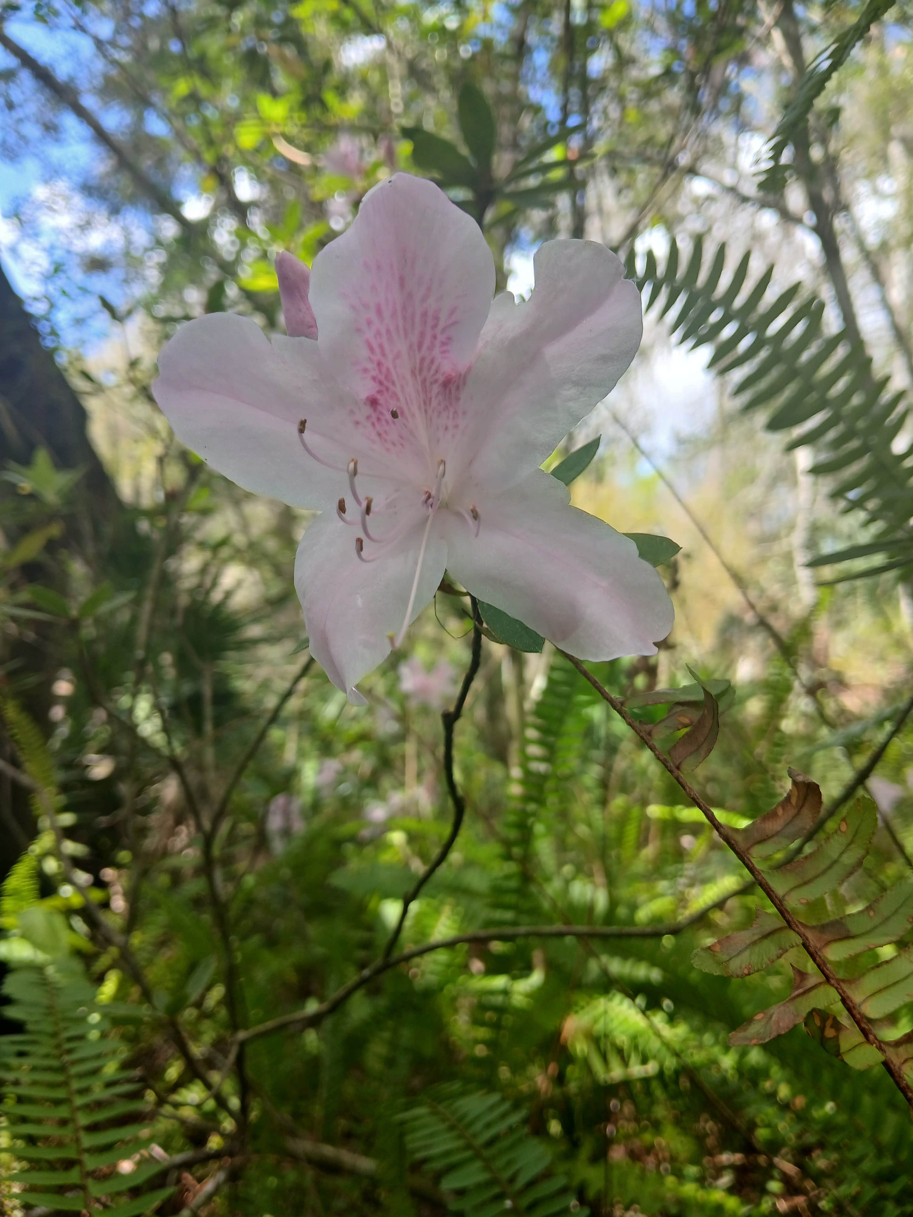Camper-submitted photo at Greentree Estates near Ocala, FL