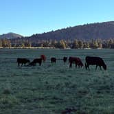 Review photo of Dispersed camping near FR117 near Greer by beth S., September 9, 2026
