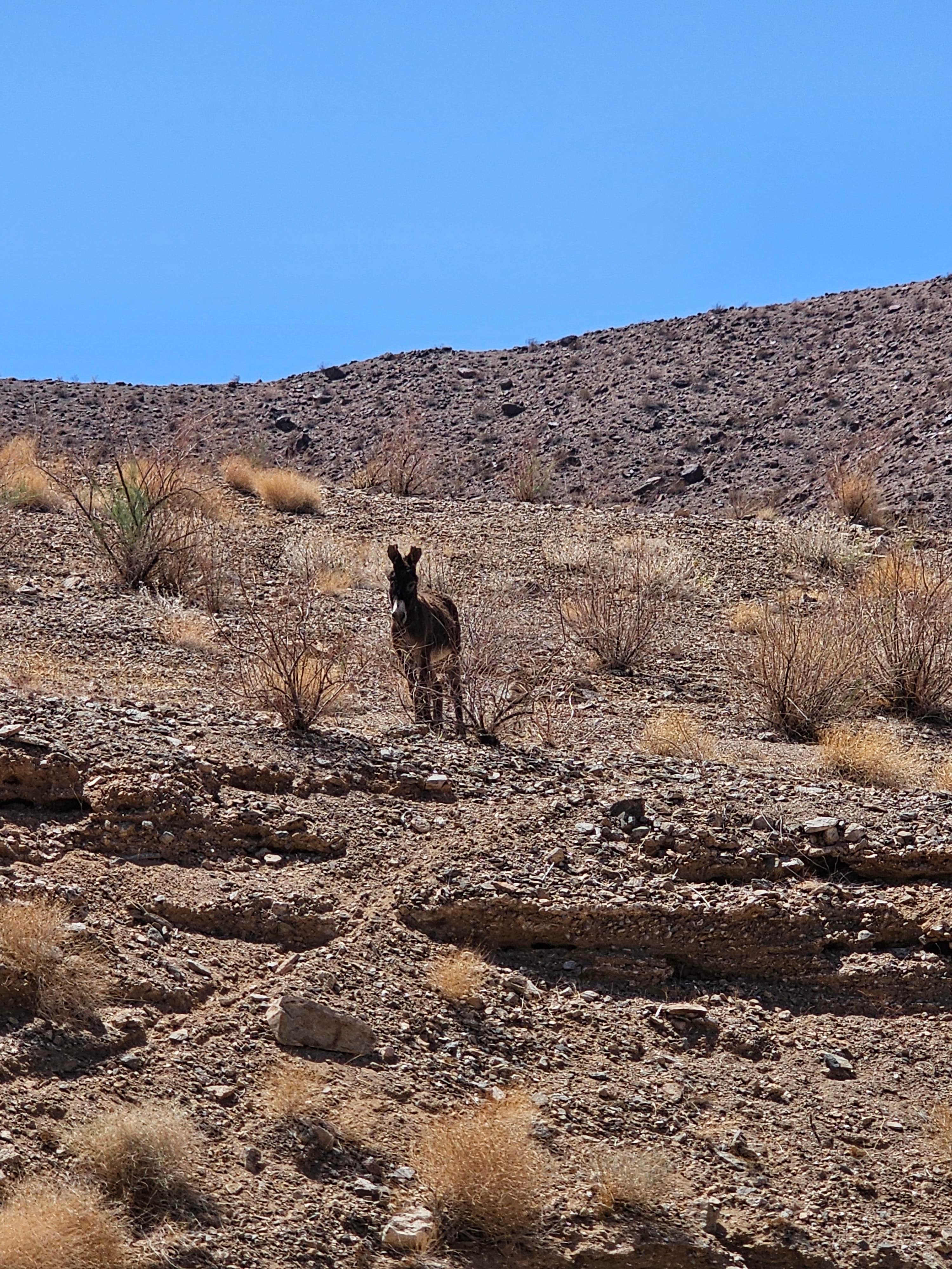 Camper-submitted photo at Gregg's Hideout — Lake Mead National Recreation Area near Temple Bar Marina, AZ