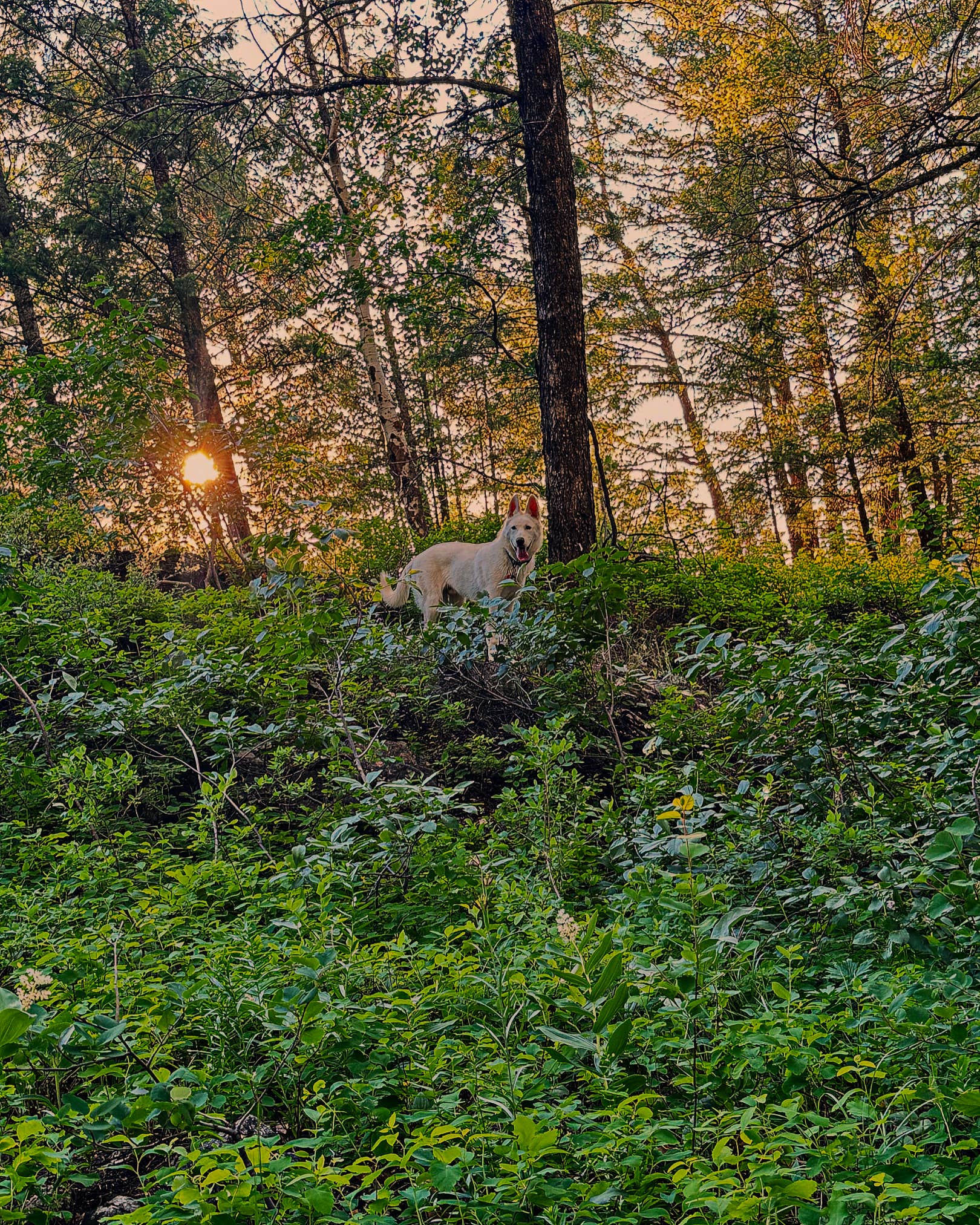 Camper submitted image from Grey River Dispersed Camp - 1