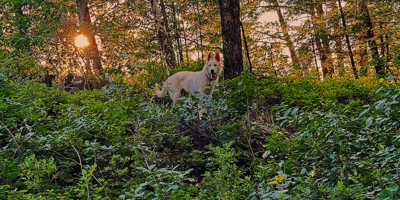 Camper submitted image from Grey River Dispersed Camp