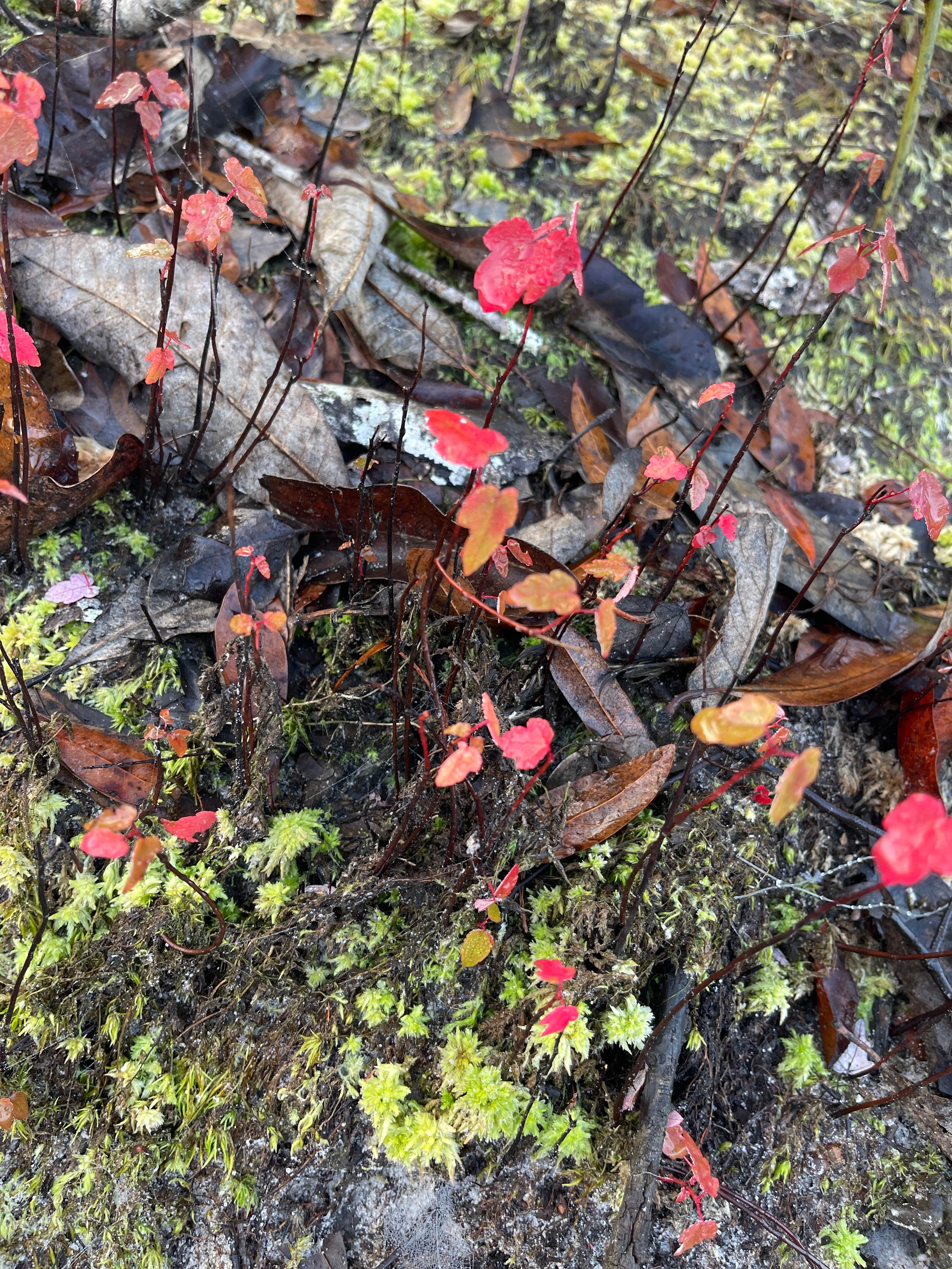 Camper-submitted photo at Griffis Fish Camp near Waycross, GA