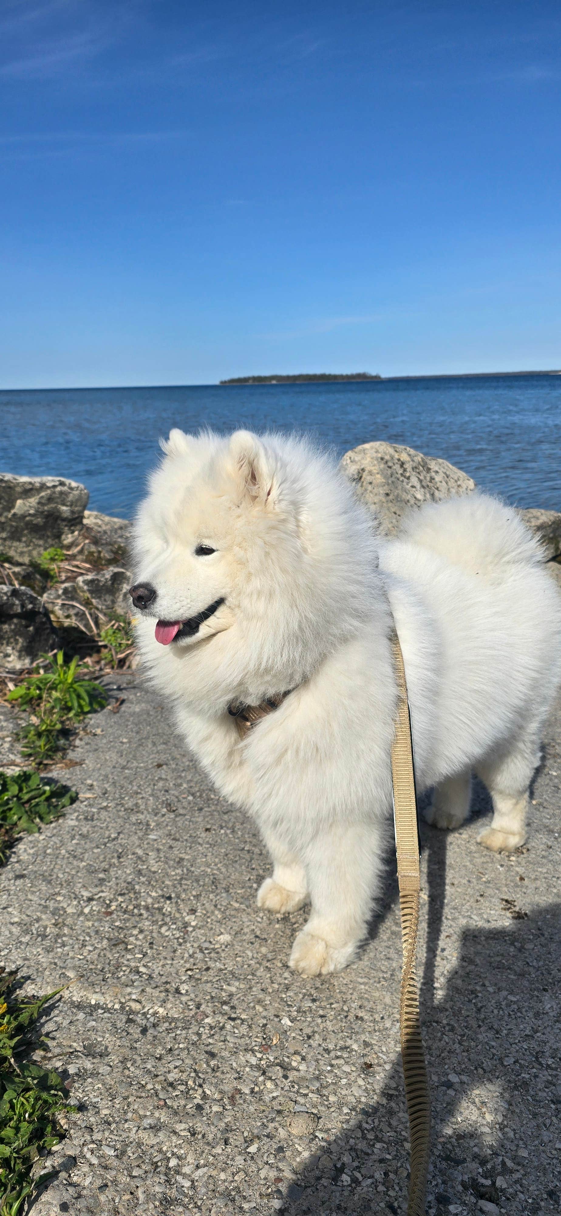Terry Z.'s photo of camping with pets at Group Camps — Peninsula State Park near Menominee, MI
