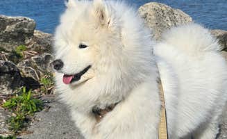 Terry Z.'s photo of camping with pets at Group Camps — Peninsula State Park near Menominee, MI