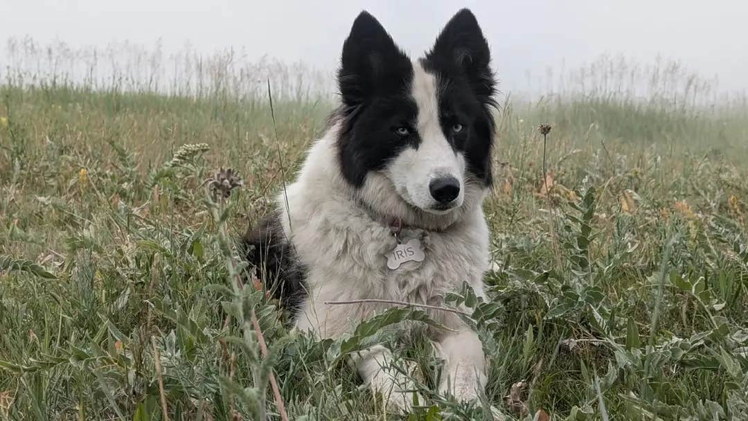 Michelle T.'s photo of camping with pets at Grouse Mountain Basecamp on Forest Road 403 near Wolf, WY