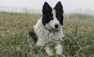 Michelle T.'s photo of camping with pets at Grouse Mountain Basecamp on Forest Road 403 near Wolf, WY