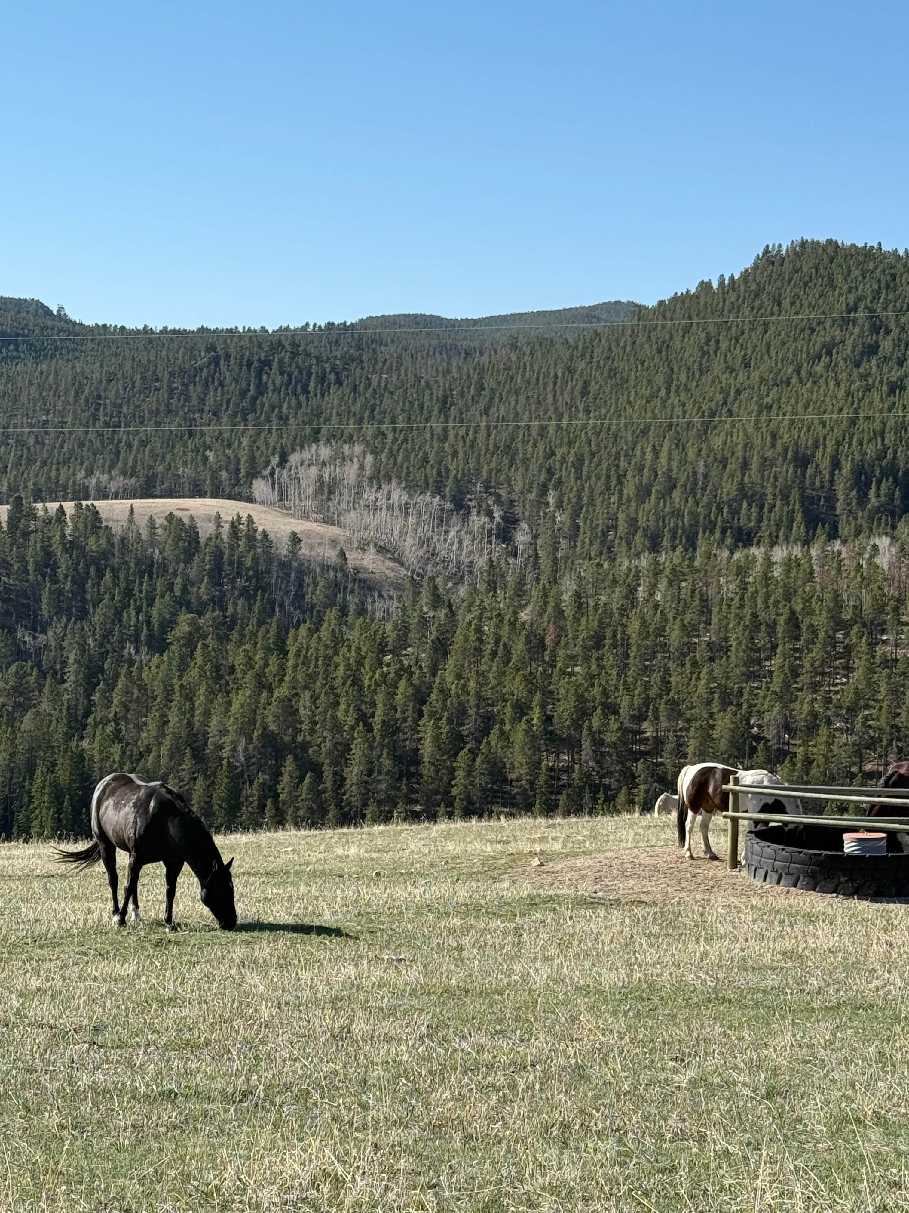 Hayley S.'s photo of camping with pets at Grouse Mountain Basecamp on Forest Road 403 near Dayton, WY