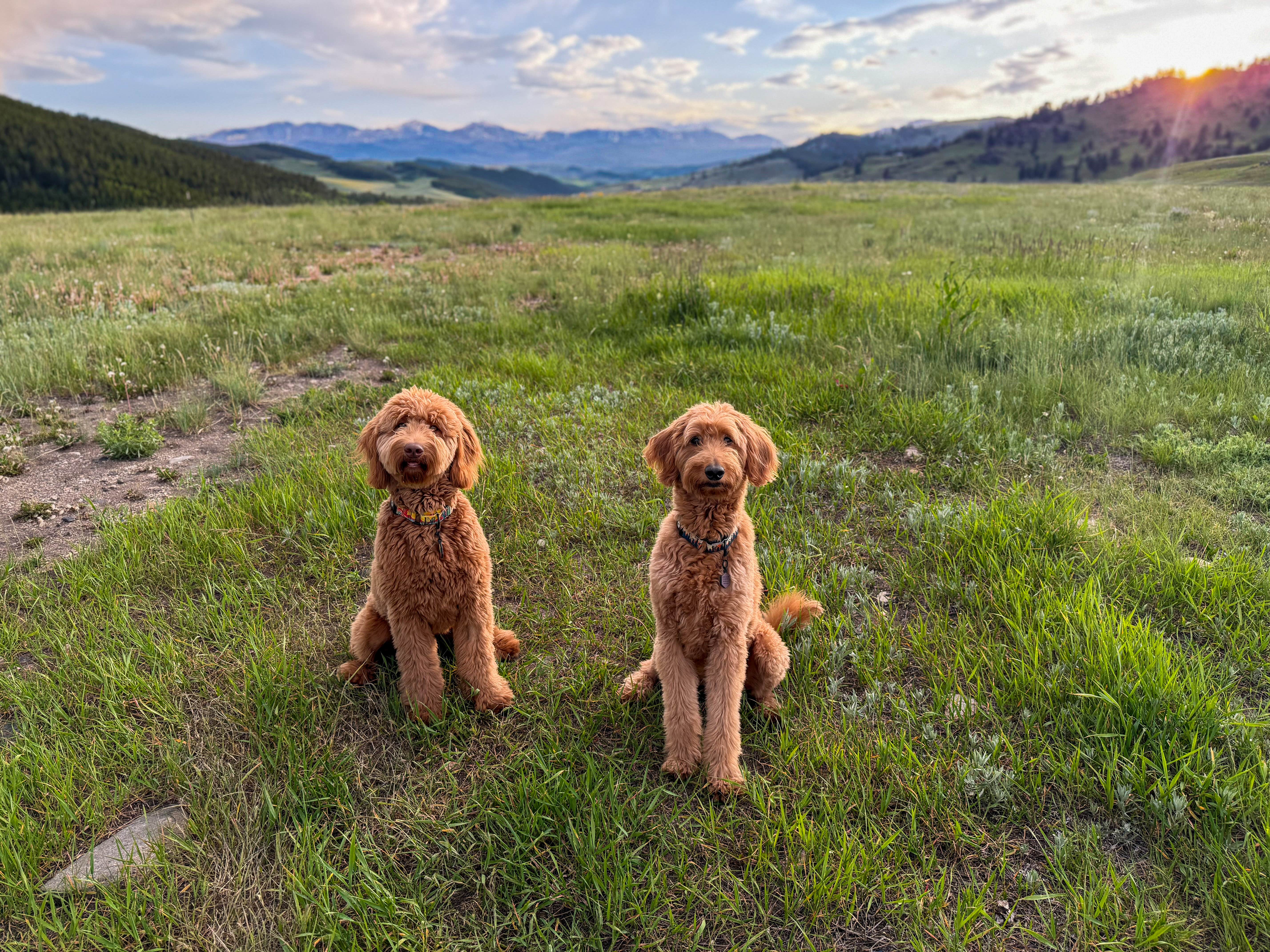 Adela S.'s photo of camping with pets at Grouse Mountain Basecamp on Forest Road 403 near Story, WY