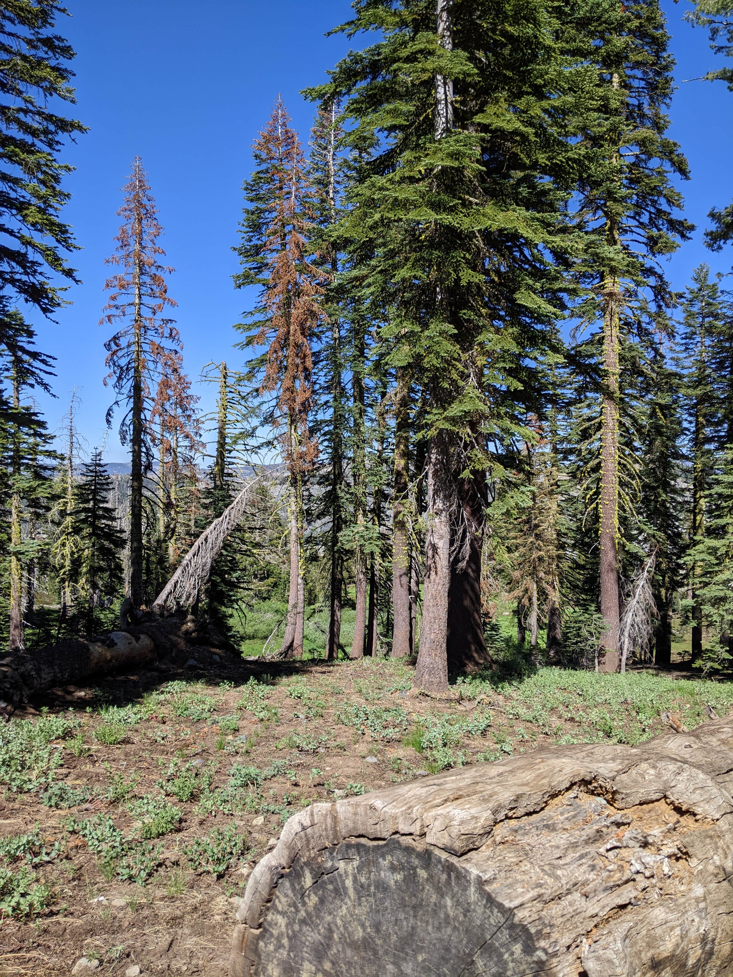 Camper-submitted photo at Grouse Ridge Campground near Colfax, CA