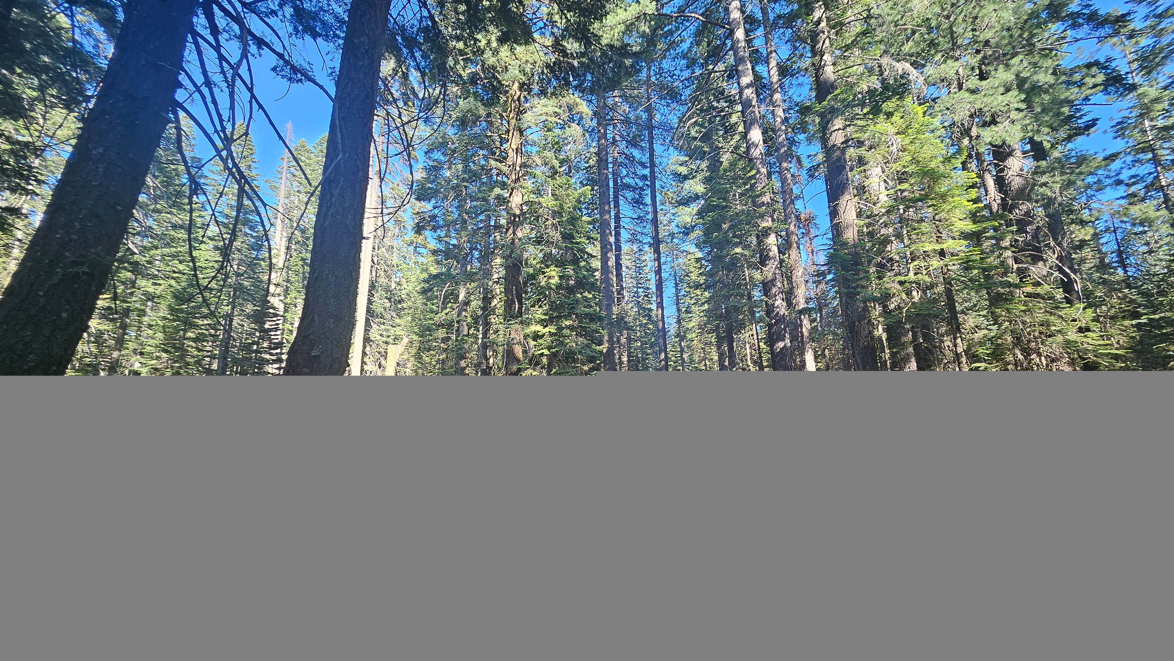 Camper submitted image from Grouse Ridge Campground - 1