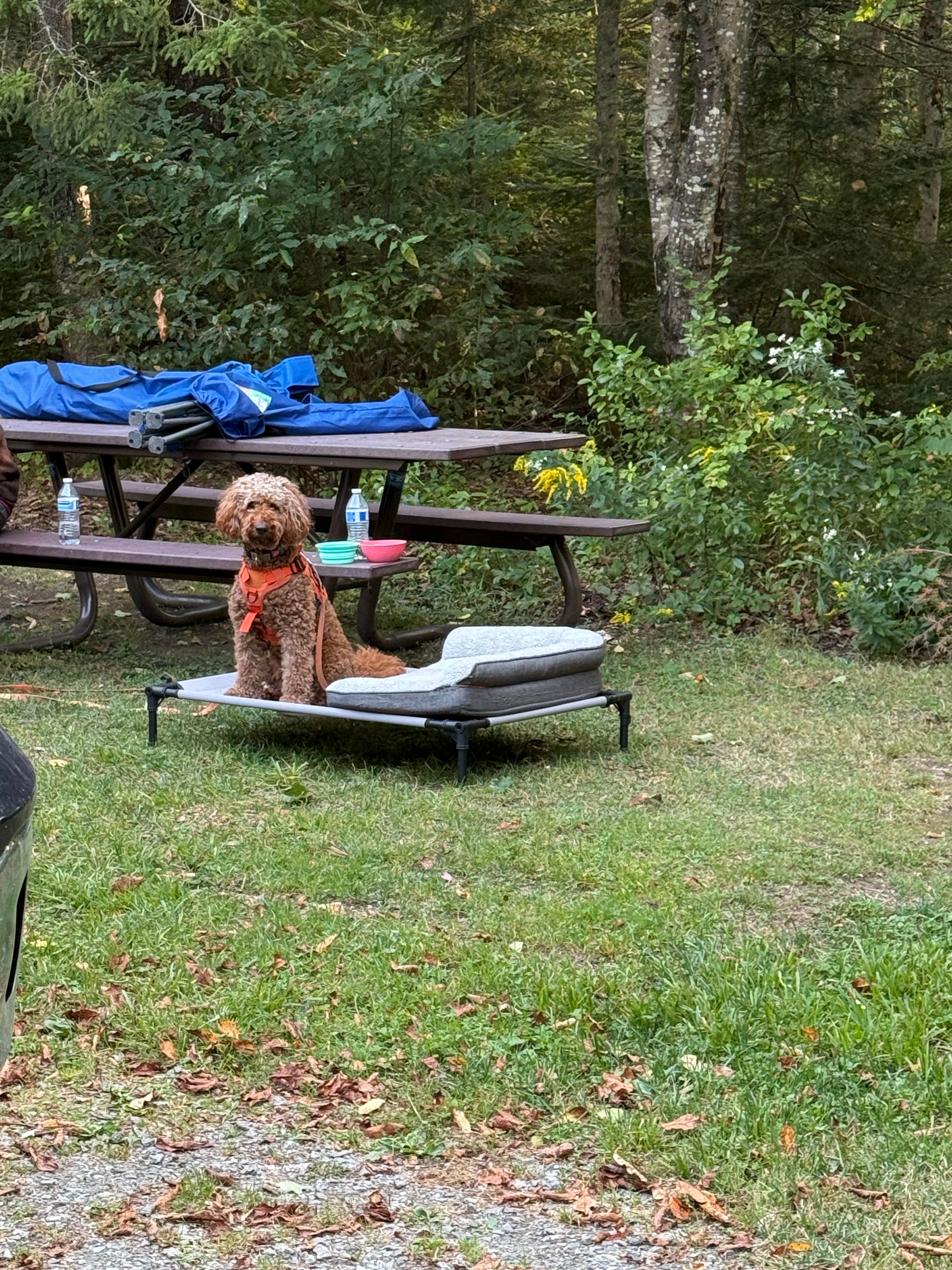 alicianlv's photo of camping with pets at Grout Pond Campground — Green Mountain & Finger Lakes National Forests near Townshend Lake
