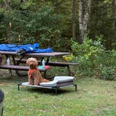 Review photo of Grout Pond Campground — Green Mountain & Finger Lakes National Forests by alicianlv , September 7, 2025