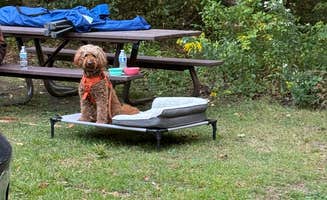 alicianlv's photo of camping with pets at Grout Pond Campground — Green Mountain & Finger Lakes National Forests near Townshend Lake