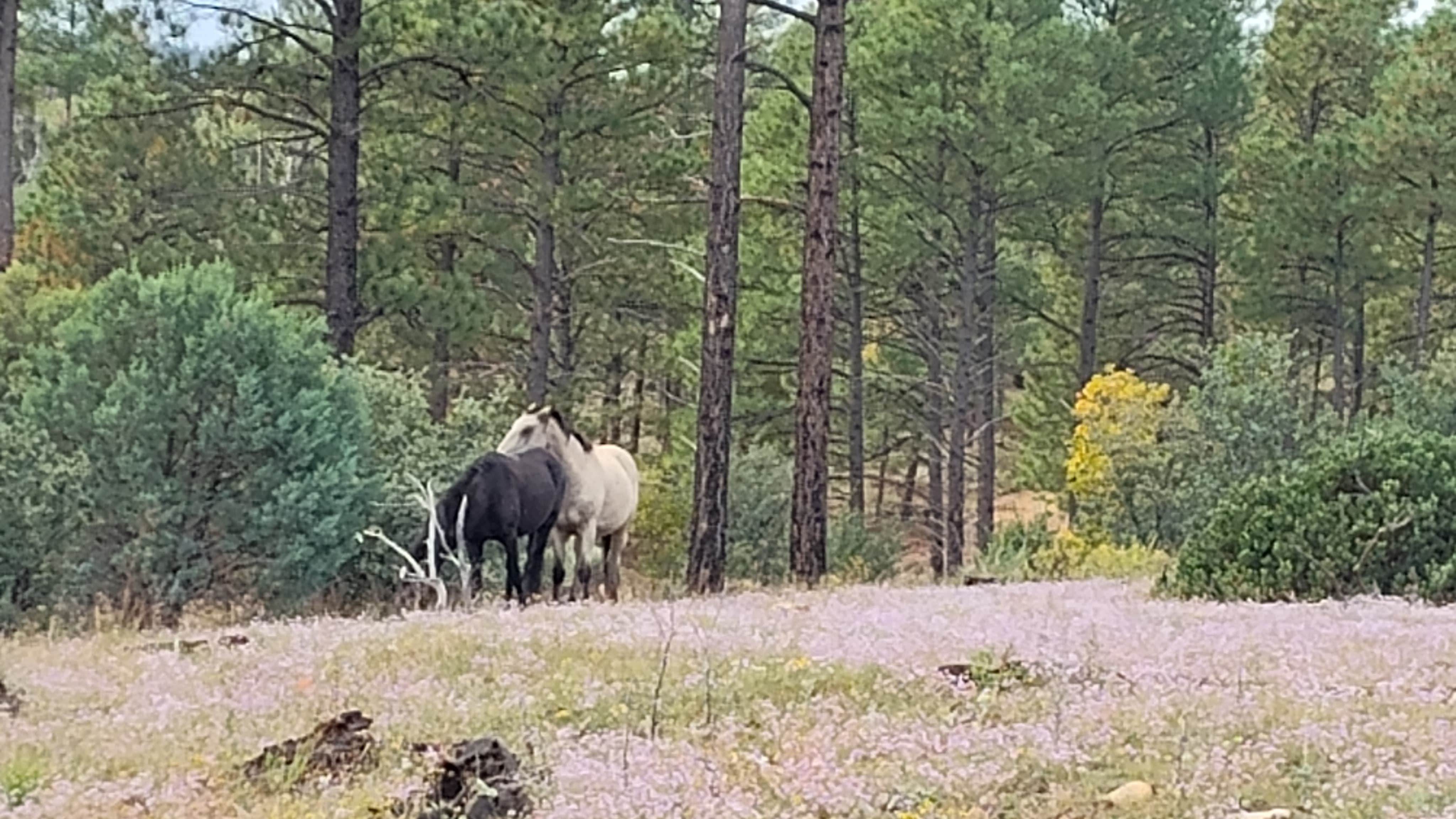 Camper-submitted photo at Grover Spring Canyon Camp near Woodruff, AZ