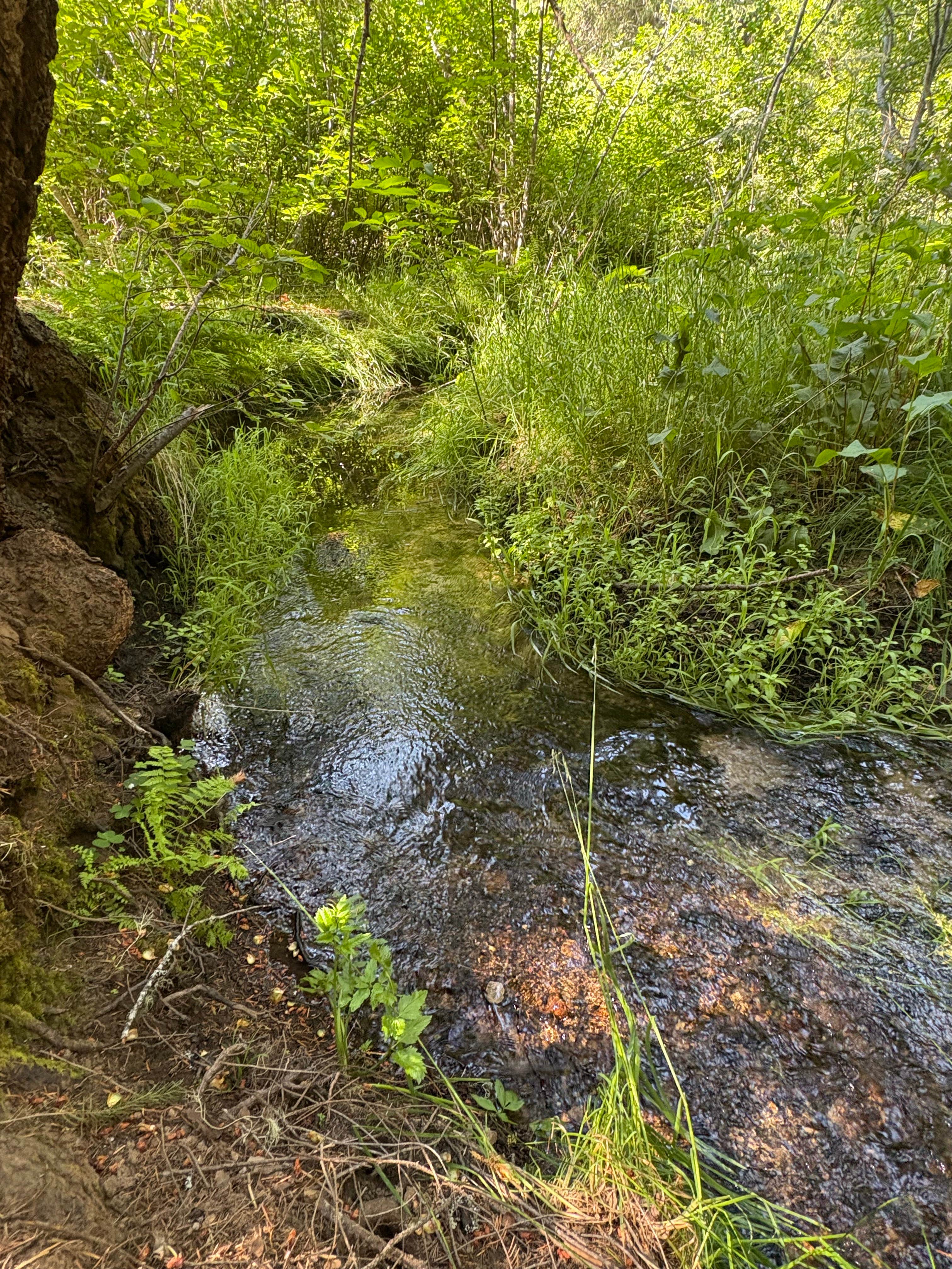 Groves Prairie Dispersed Camp