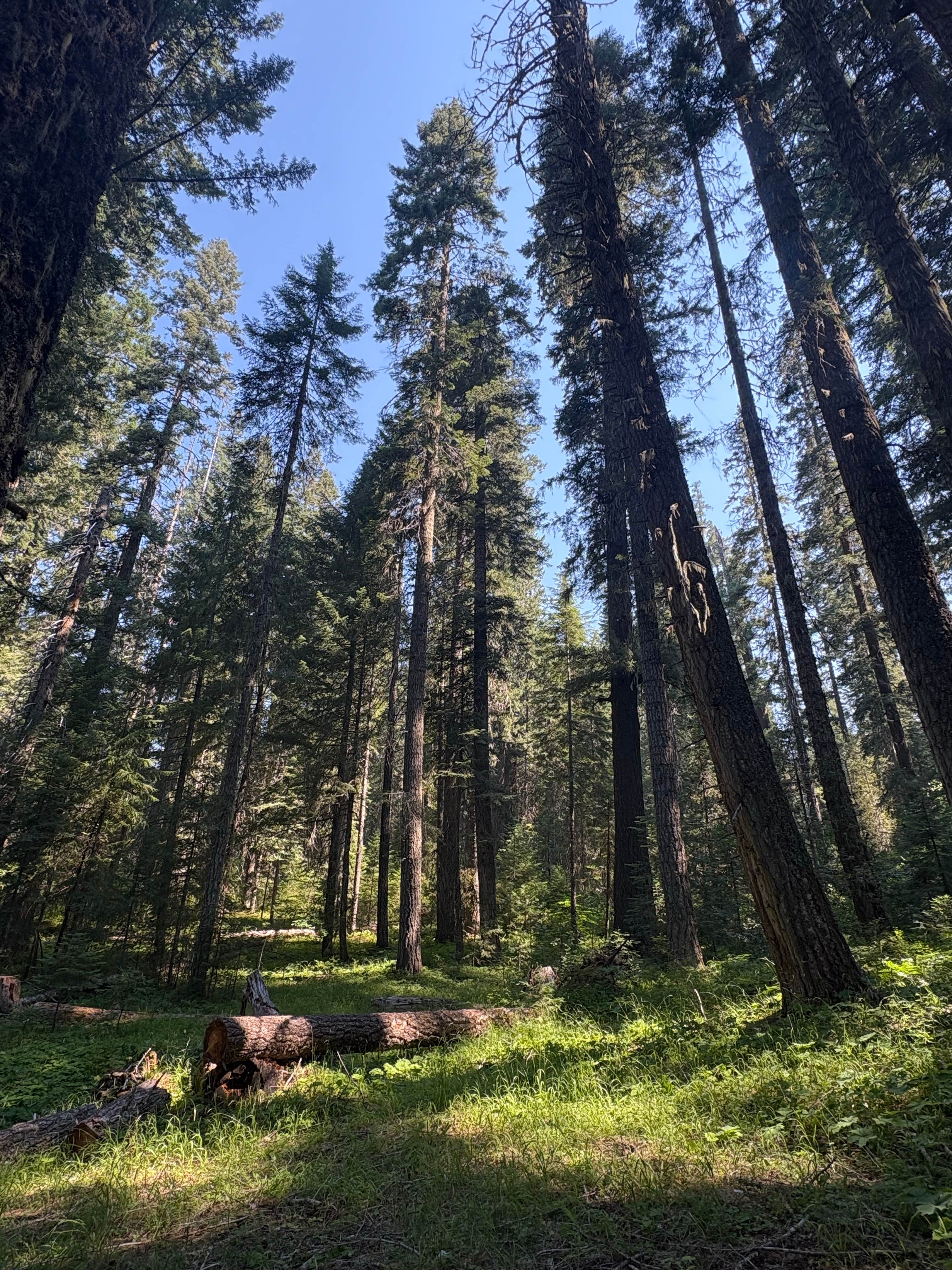 Camper-submitted photo at Groves Prairie Dispersed Camp near Arcata, CA