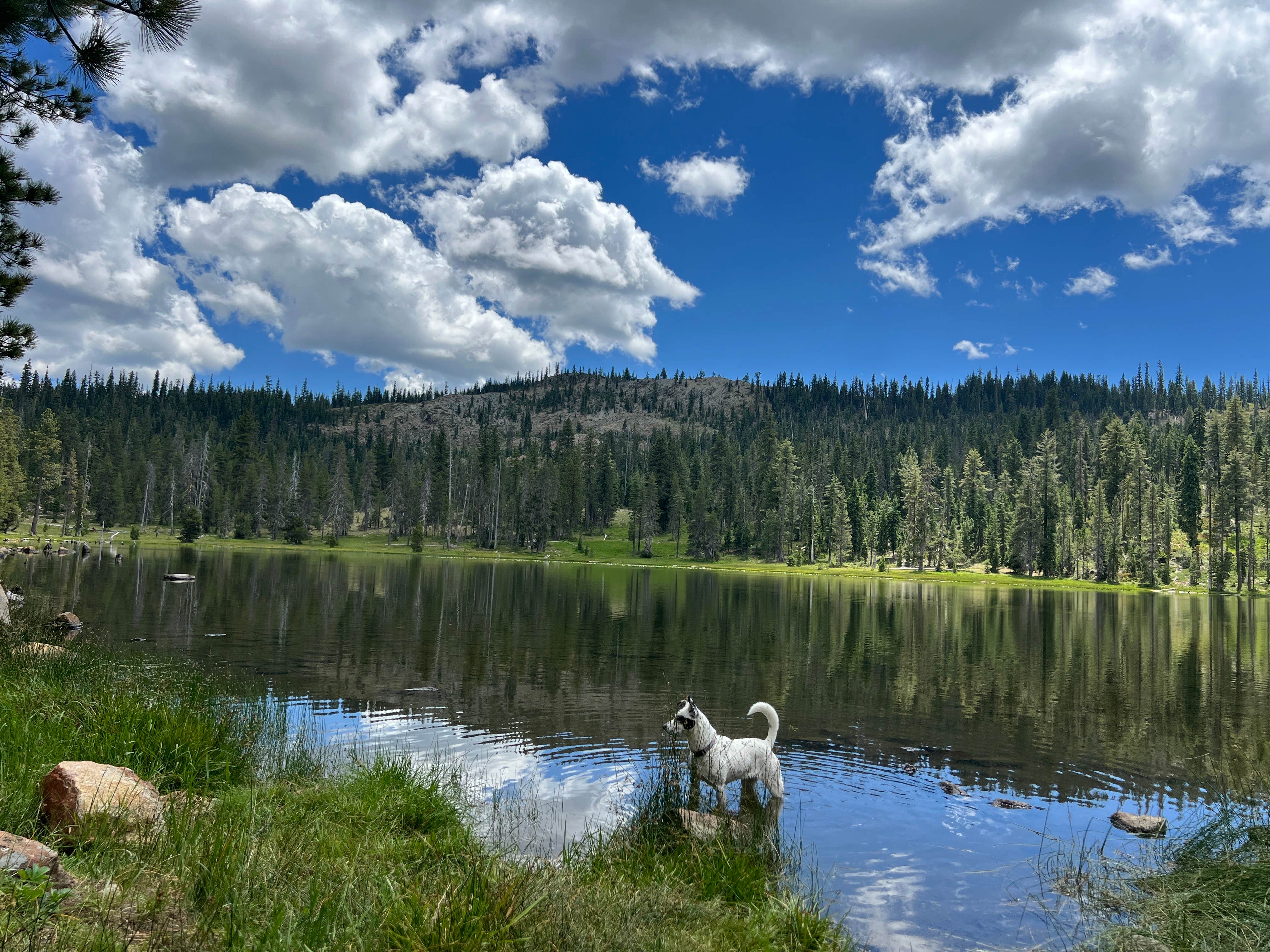 Amy W.'s photo of a dispersed camping area at Gumboot Campground near Bella Vista, CA