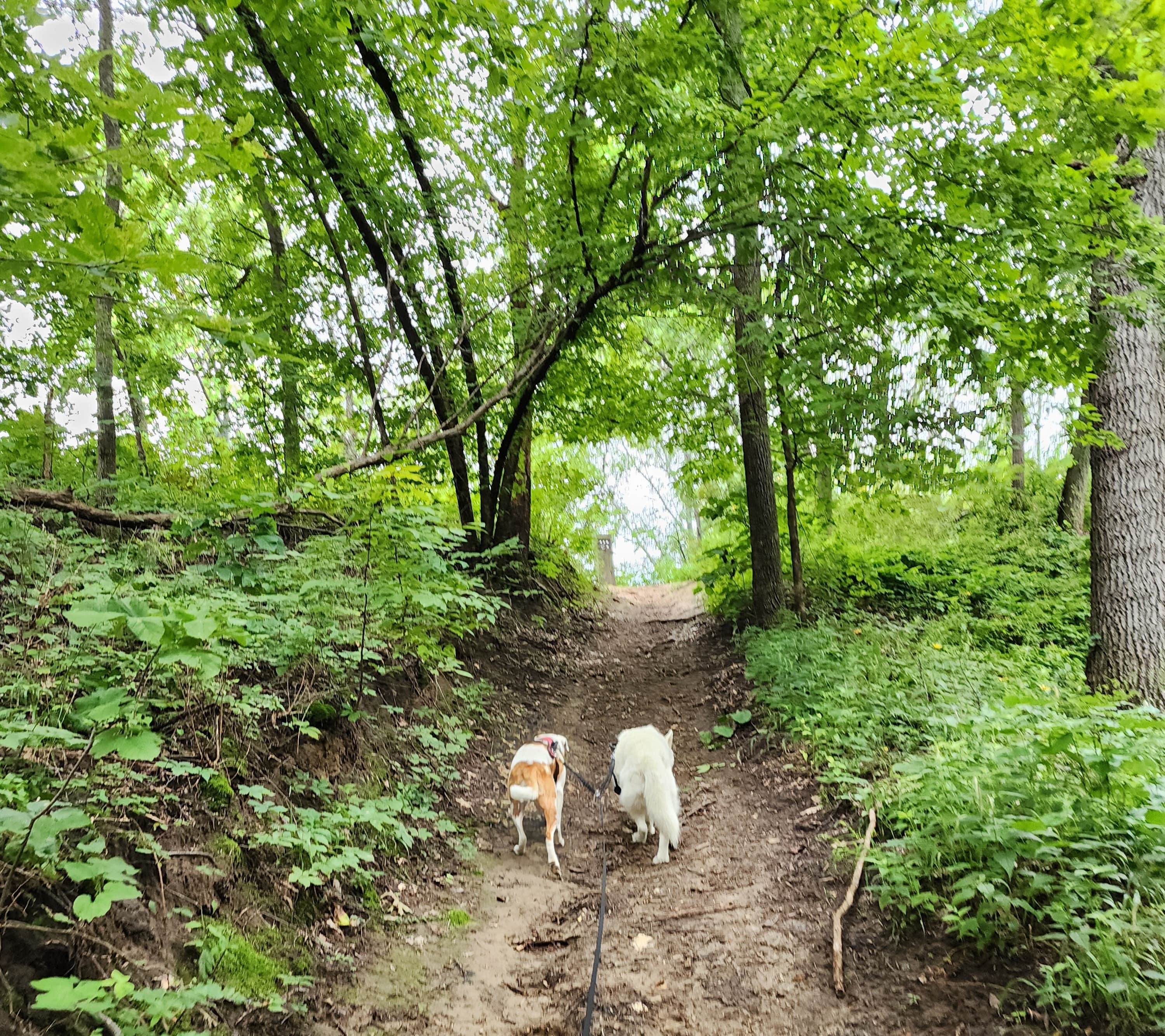 Kalab R.'s photo of camping with pets at Hackberry Hollow Campground — Indian Cave State Park near Falls City, NE