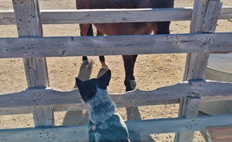 Jason's photo of camping with pets at Haggards RV Campground near Rye, CO