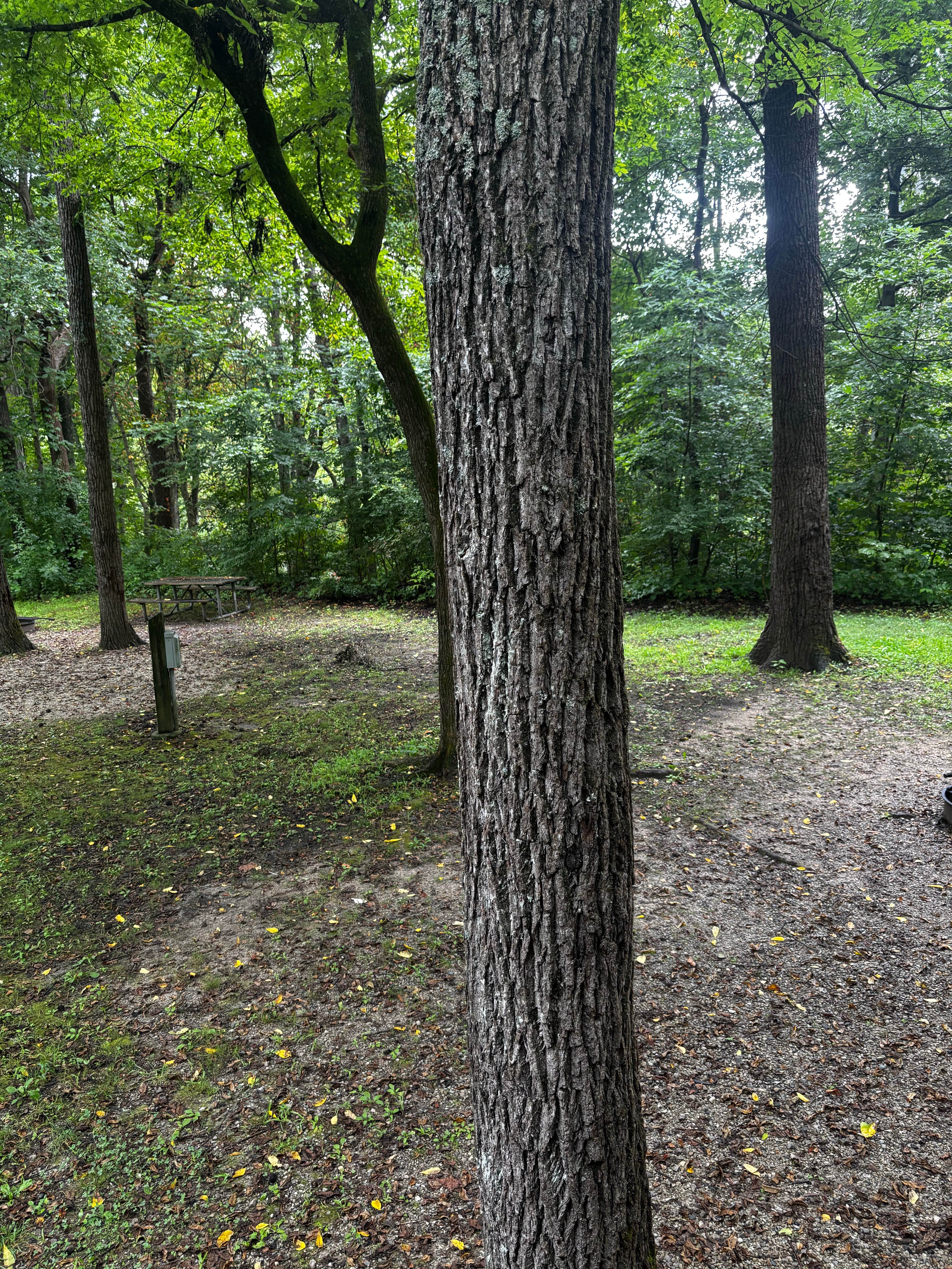 Camper-submitted photo at Hamilton County Miami Whitewater Forest Campground near Miamitown, OH