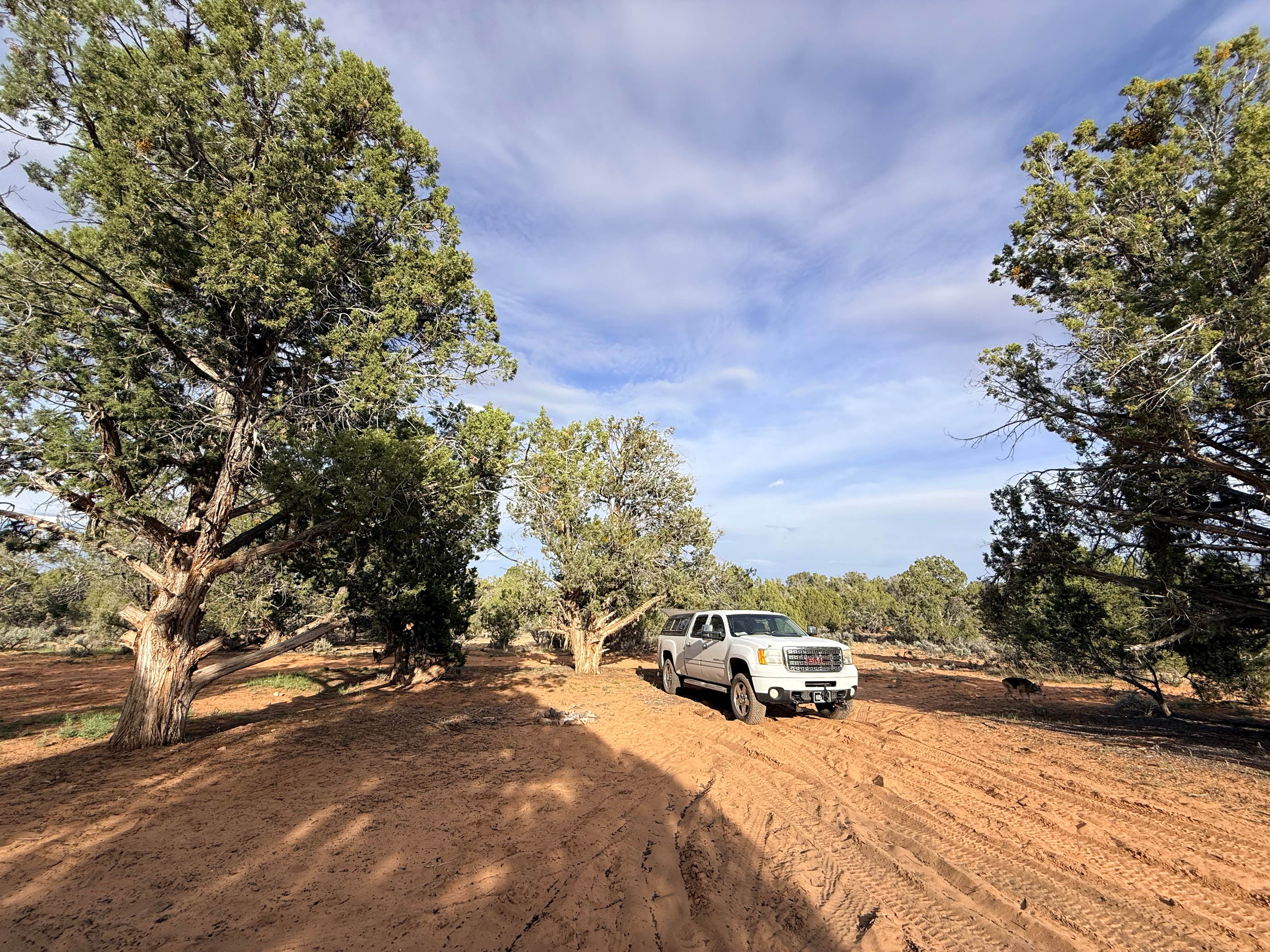 Ashley R.'s photo of camping with pets at Hancock Road 64L Dispersed near Kanab, UT