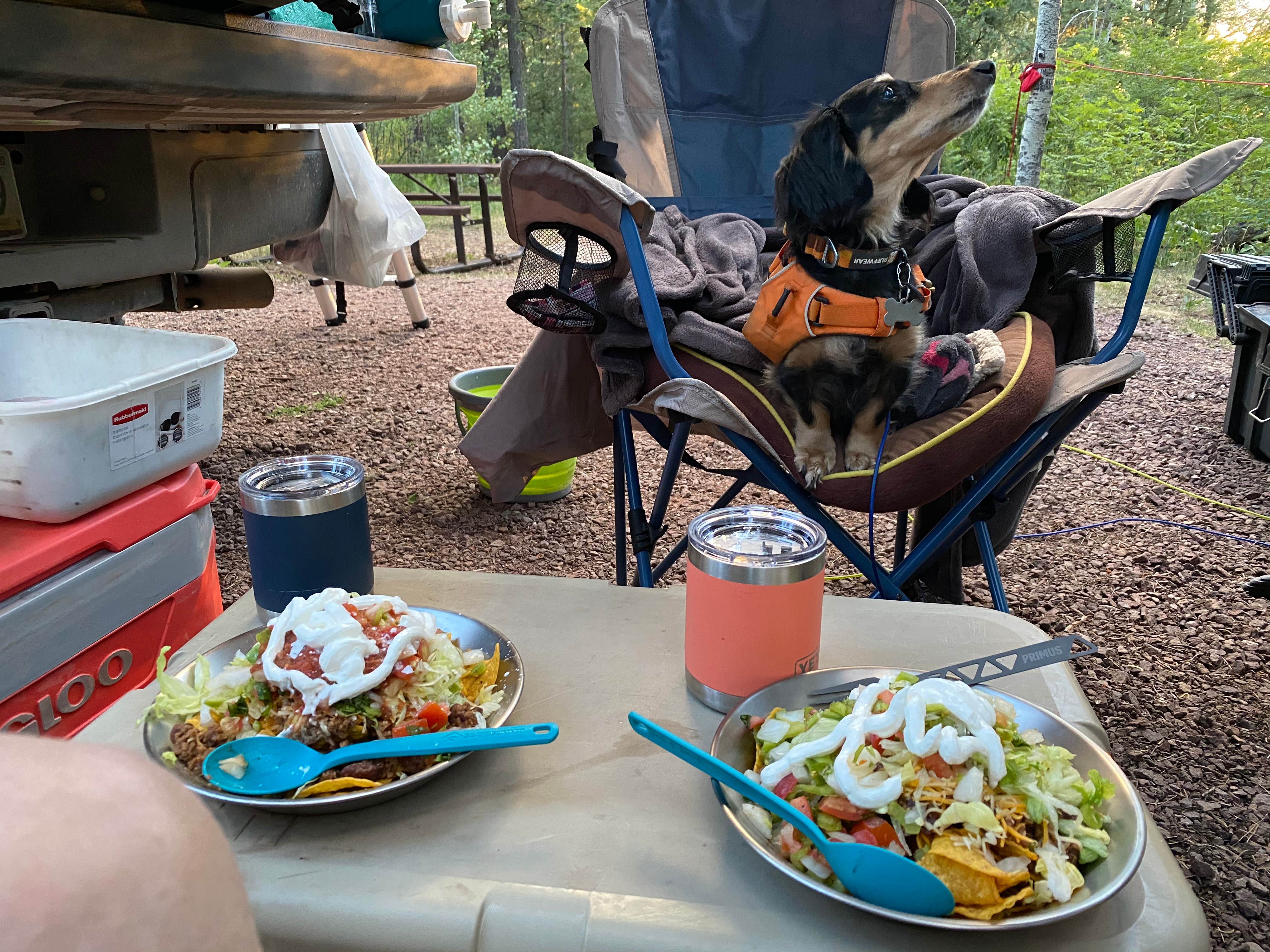 Beth G.'s photo of camping with pets at Hannagan Campground - Apache Sitgreaves National Forests near Morenci, AZ