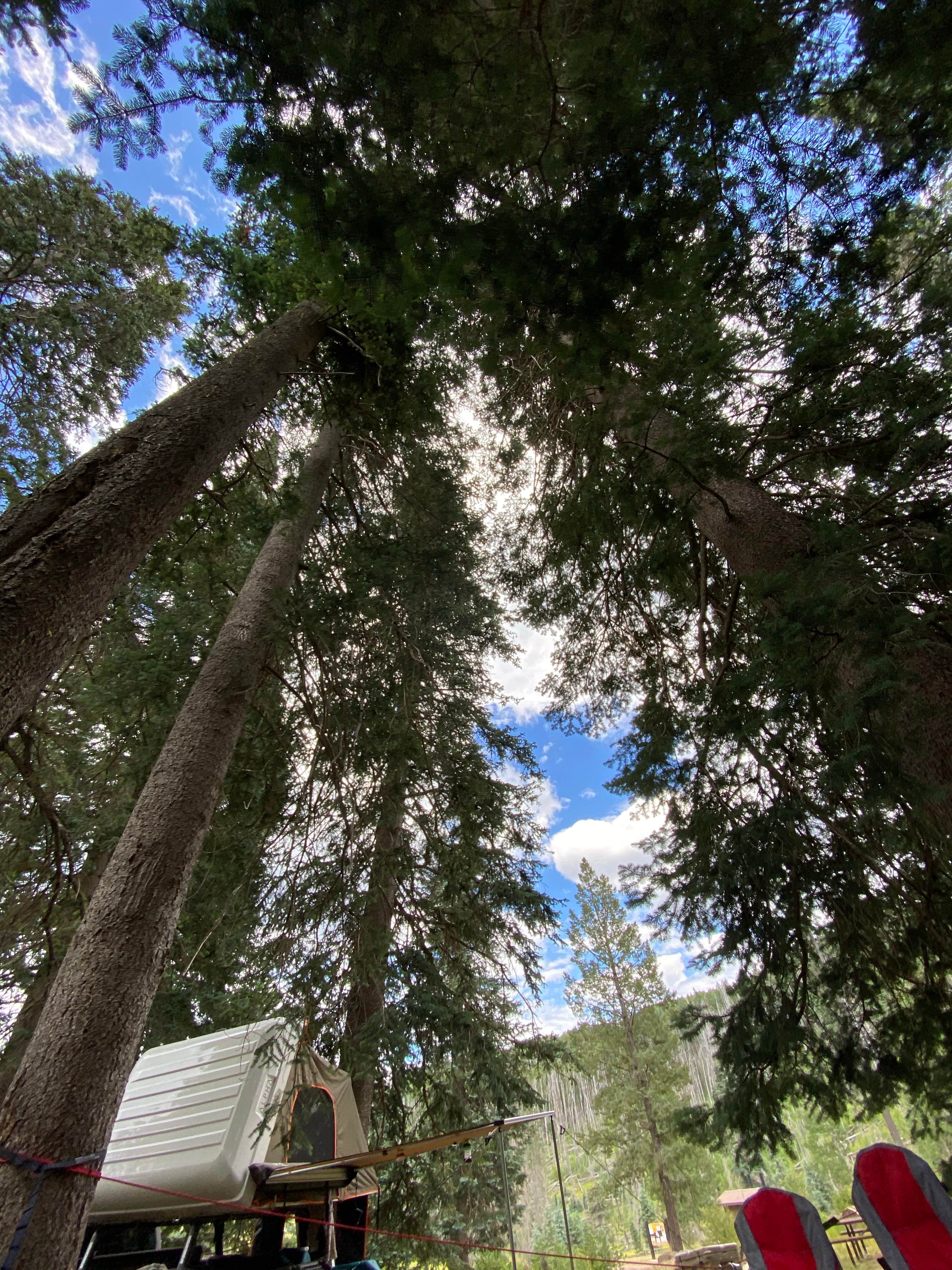 Camper submitted image from Hannagan Campground - Apache Sitgreaves National Forests - 3