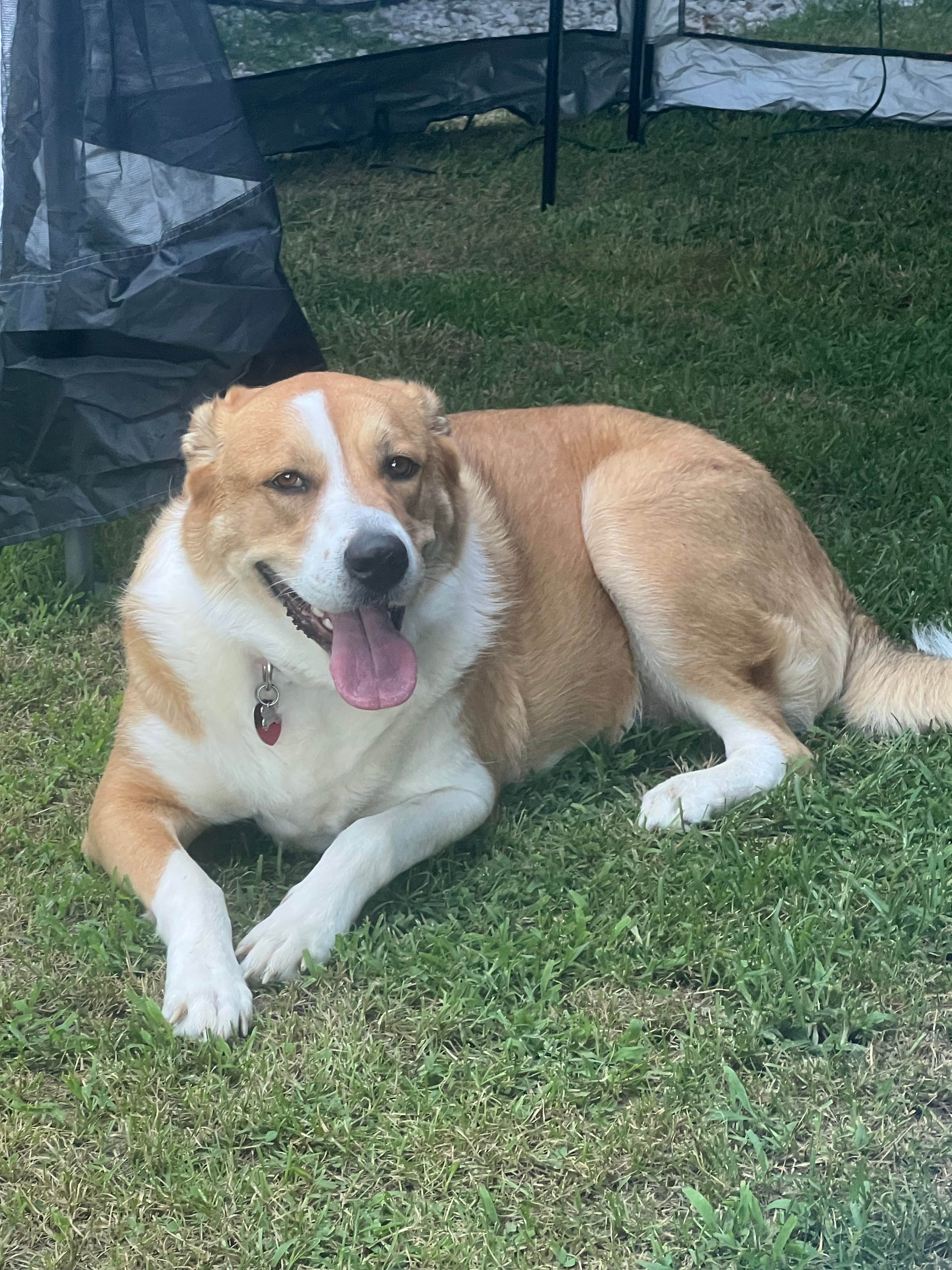 Camper-submitted photo at Happy Campers Campground near Greencastle, IN