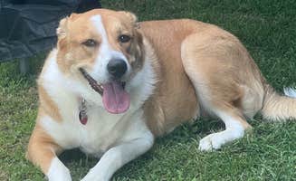 Julie T.'s photo of camping with pets at Happy Campers Campground near Danville, IN