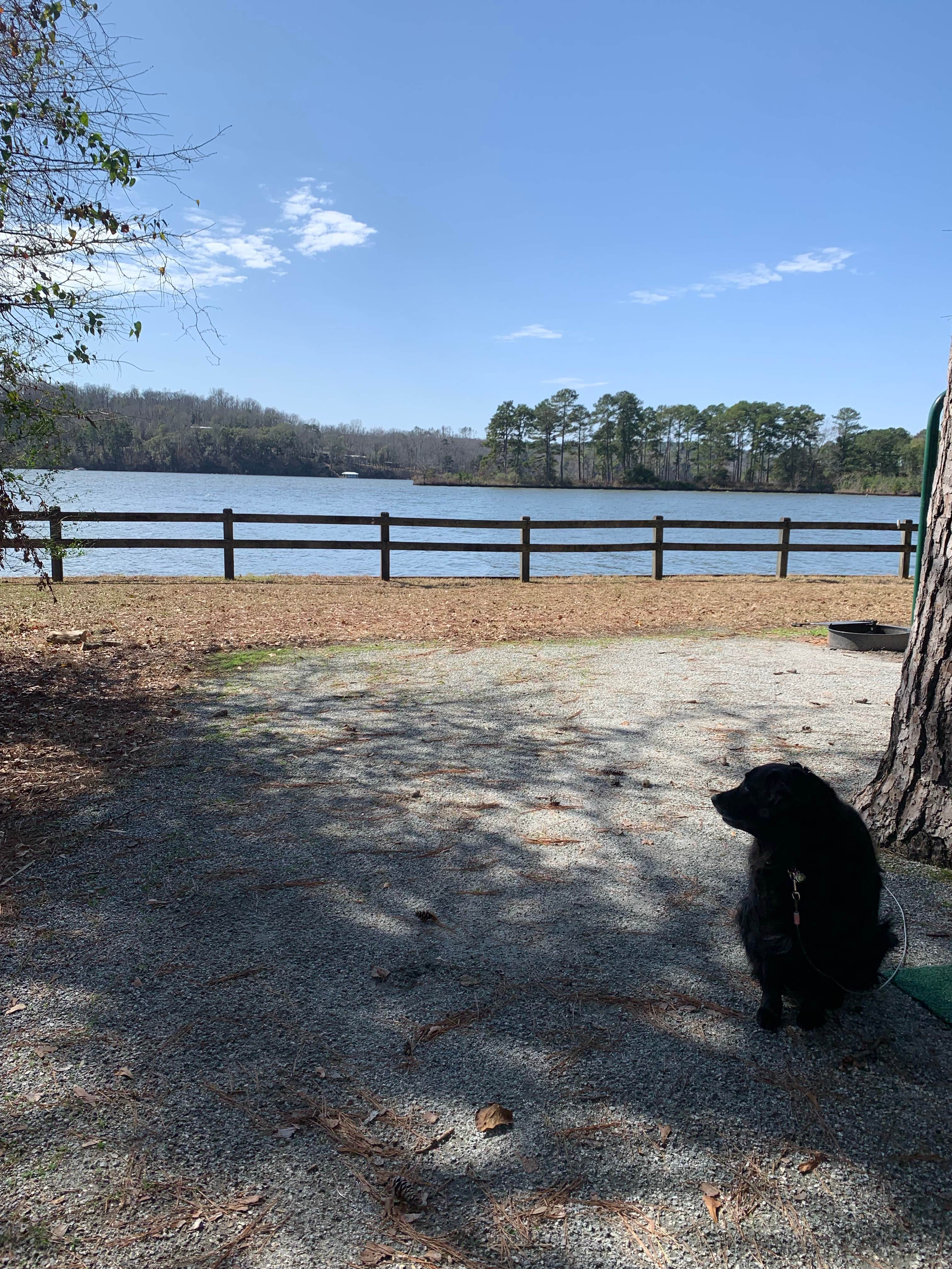Elizabeth E.'s photo of camping with pets at Hardridge Creek Campground near Dothan, AL