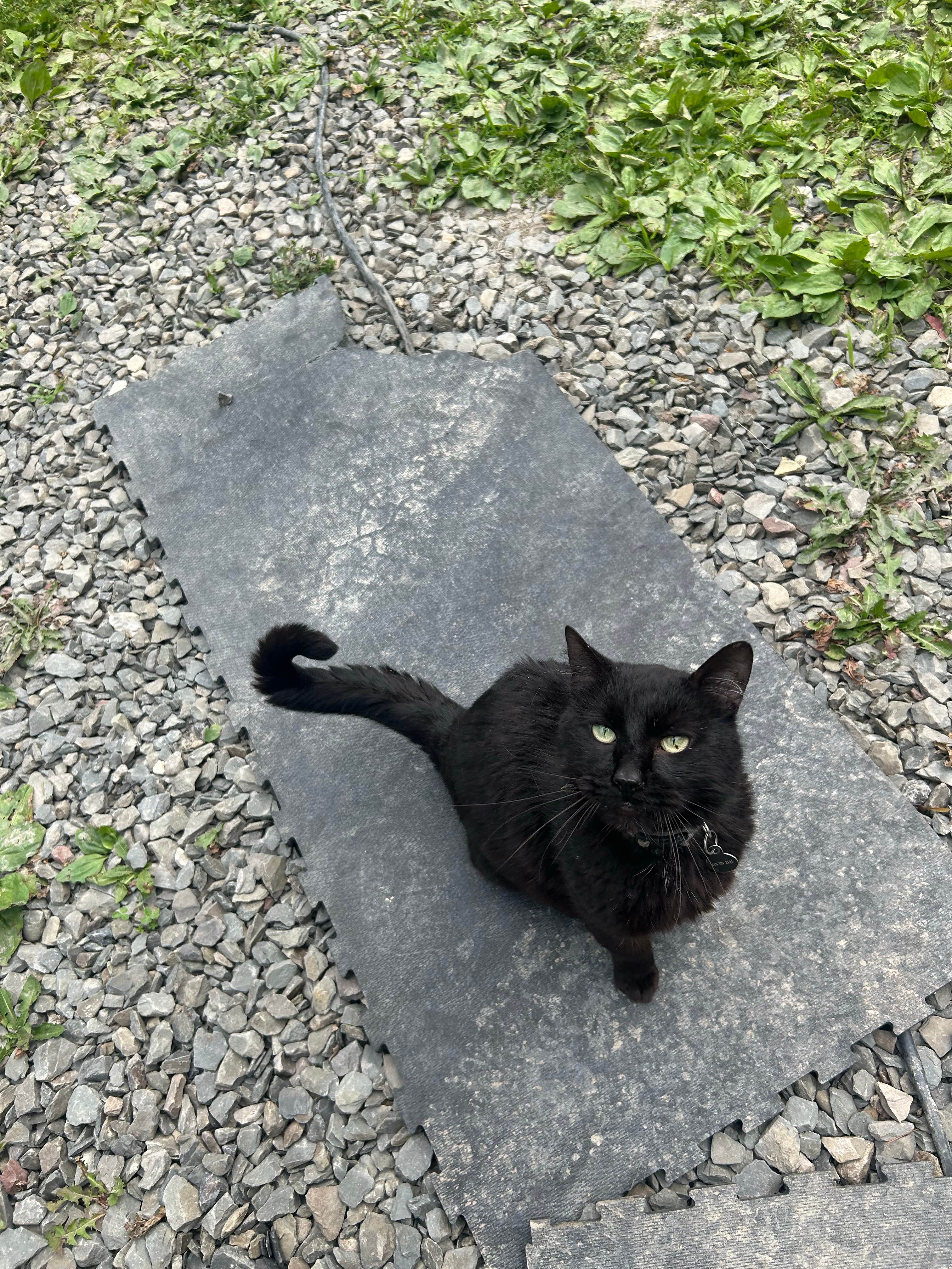 Camper-submitted photo at Harpy Hollow near Ithaca, NY