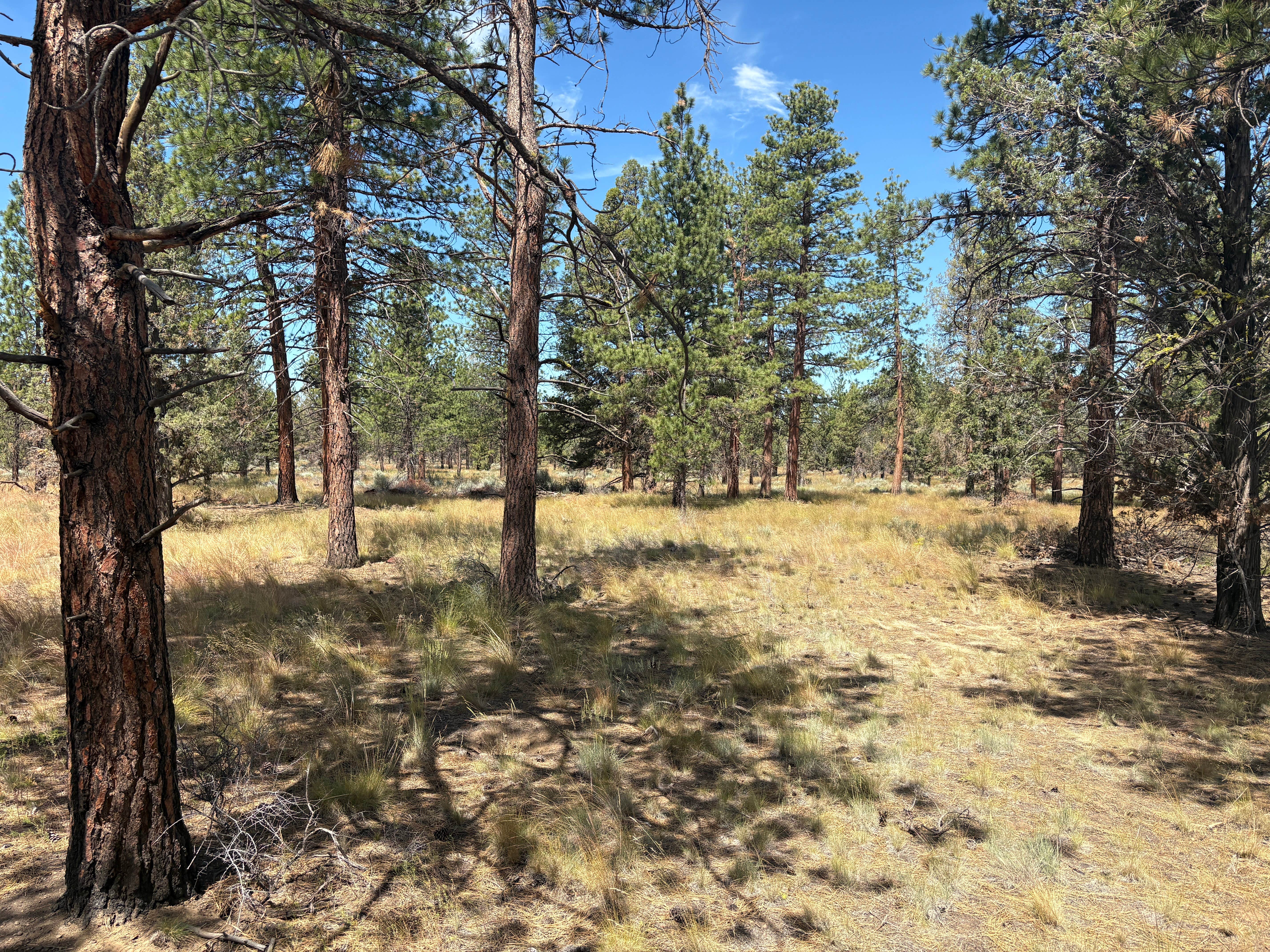 Camping near Sisters, Oregon - Dispersed Camping: Harrington Loop Rd - Dispersed, Cloverdale, Oregon