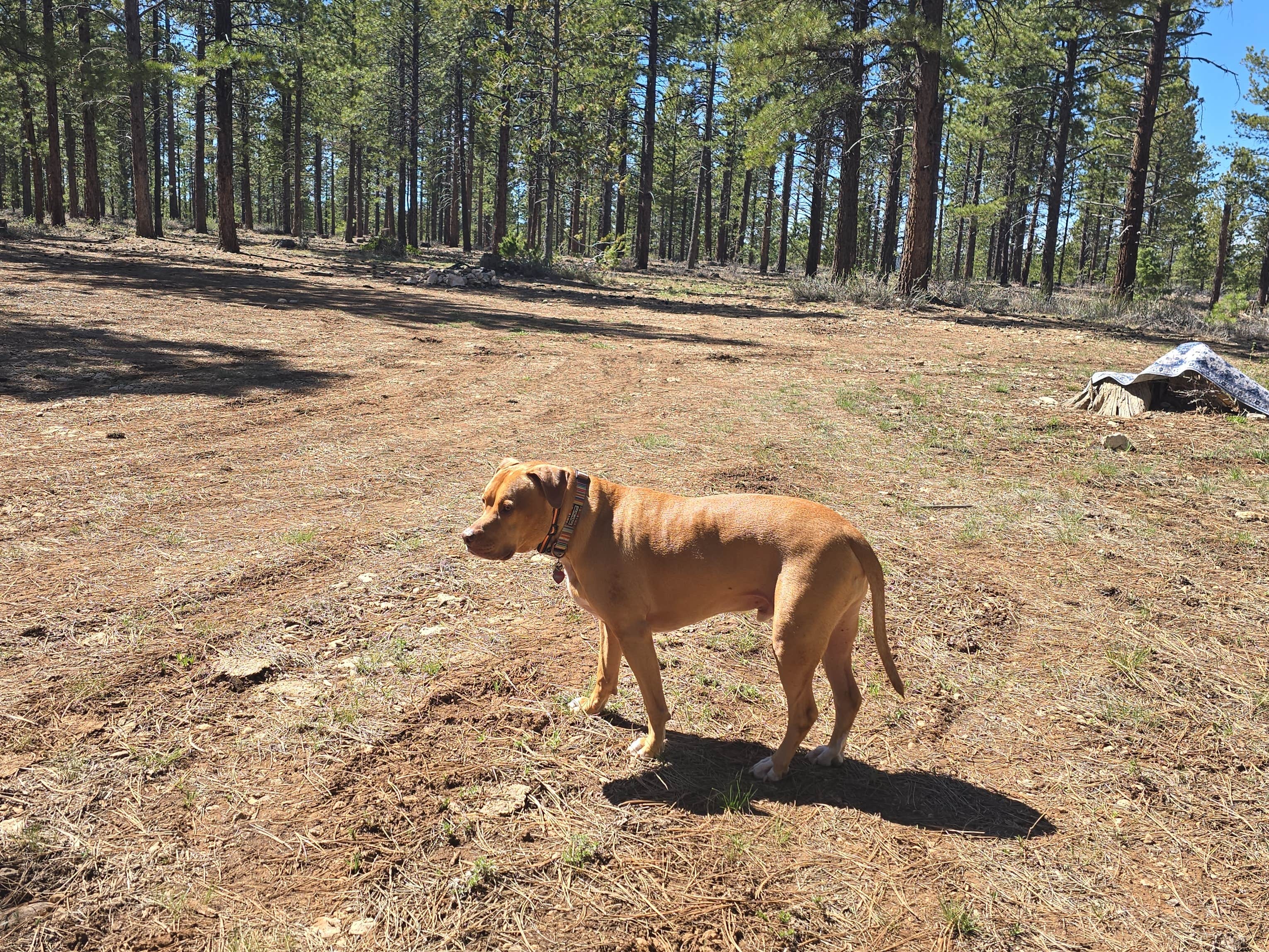 Camper-submitted photo at Harris Rim & Stout Canyon Dispersed near Duck Creek Village, UT