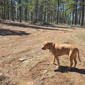 Review photo of Harris Rim & Stout Canyon Dispersed by shannon A., March 31, 2026