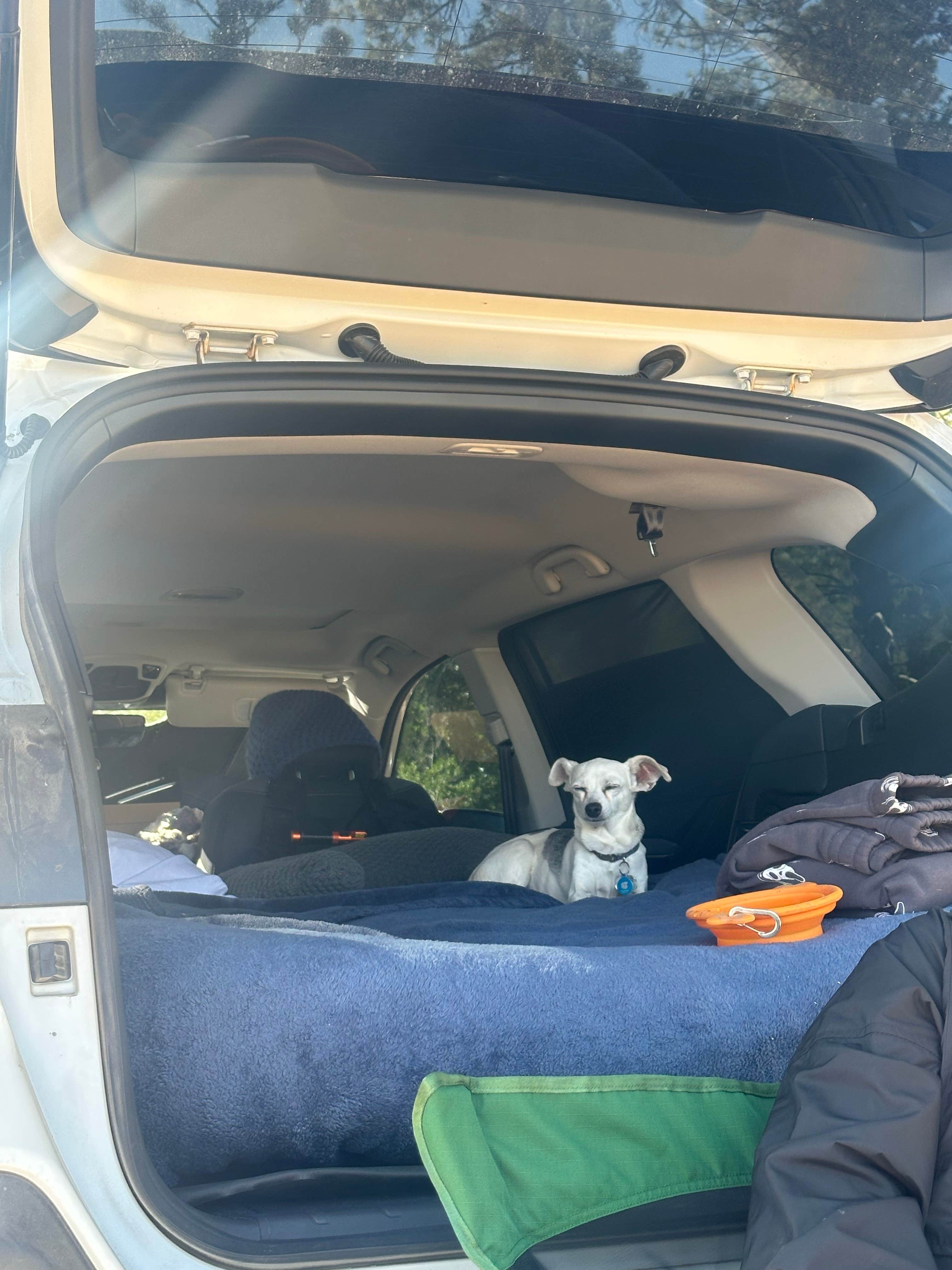 Joe M.'s photo of camping with pets at Harris Rim & Stout Canyon Dispersed near Glendale, UT