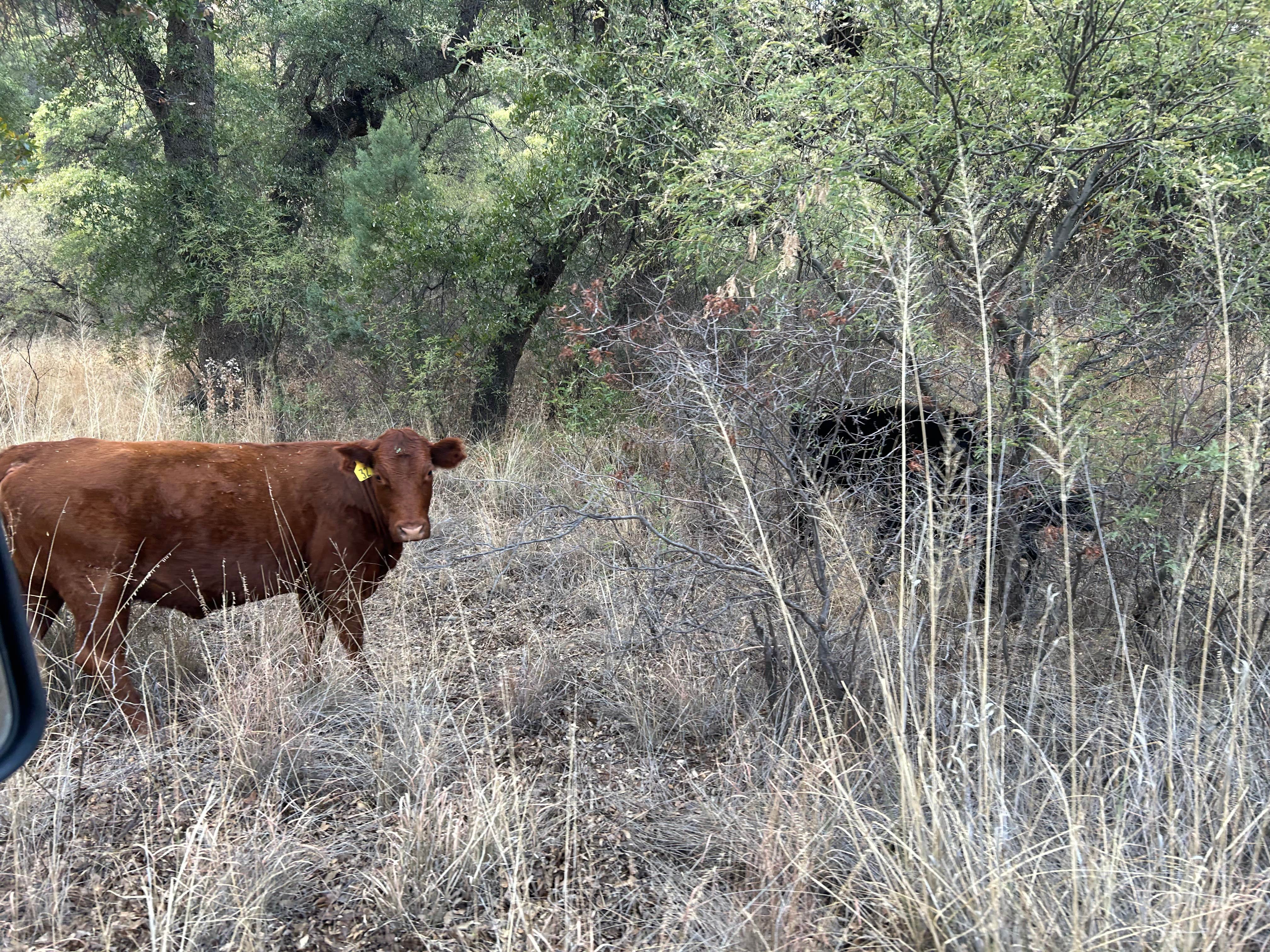 Camper-submitted photo at Harshaw Ave - Coronado National Forest near Sierra Vista, AZ