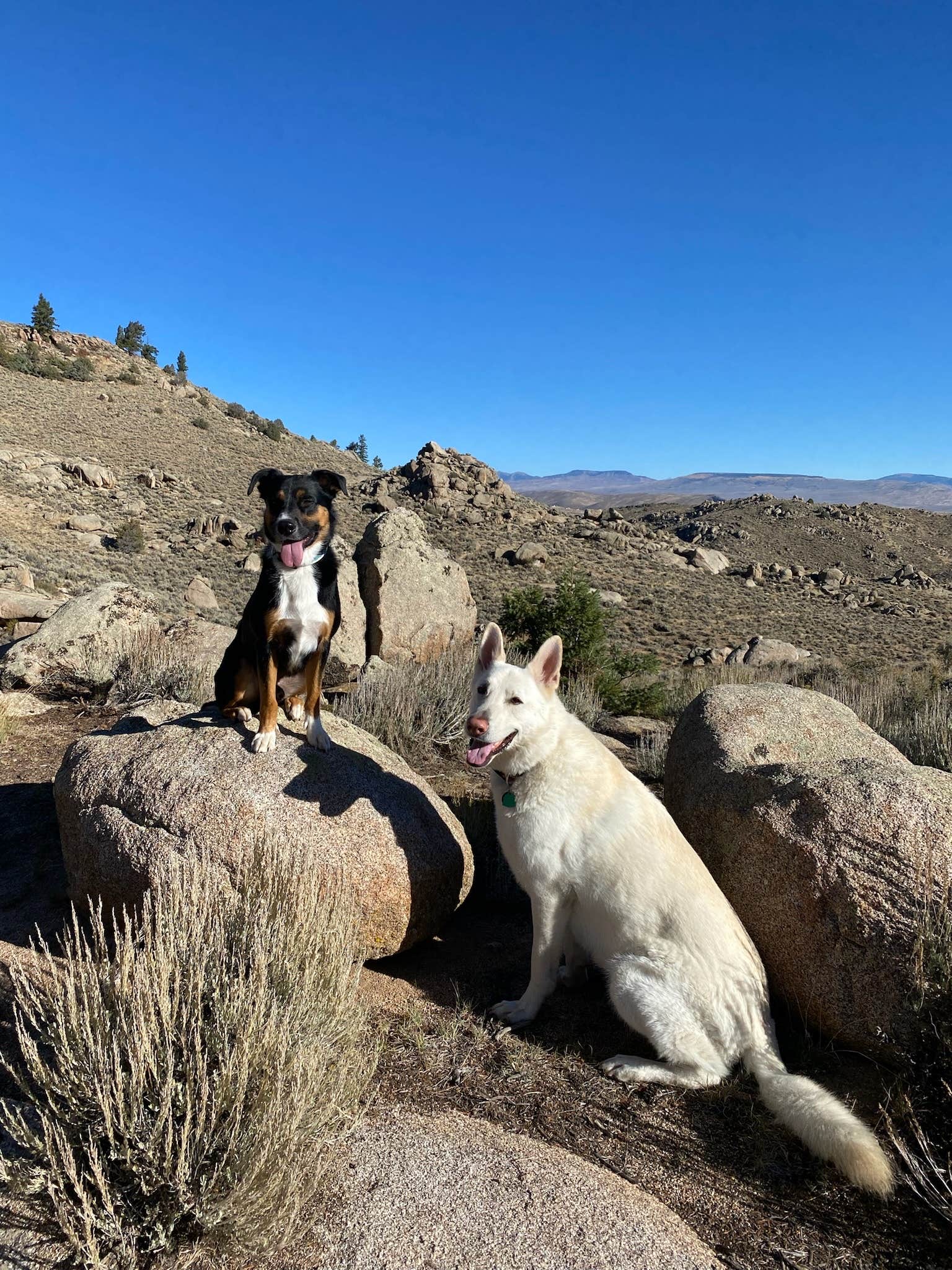 Taylor H.'s photo of a dispersed camping area at Hartman’s Rocks Dispersed Site near Gunnison, CO