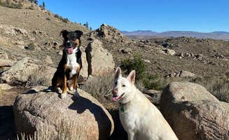 Taylor H.'s photo of camping with pets at Hartman’s Rocks Dispersed Site near Almont, CO