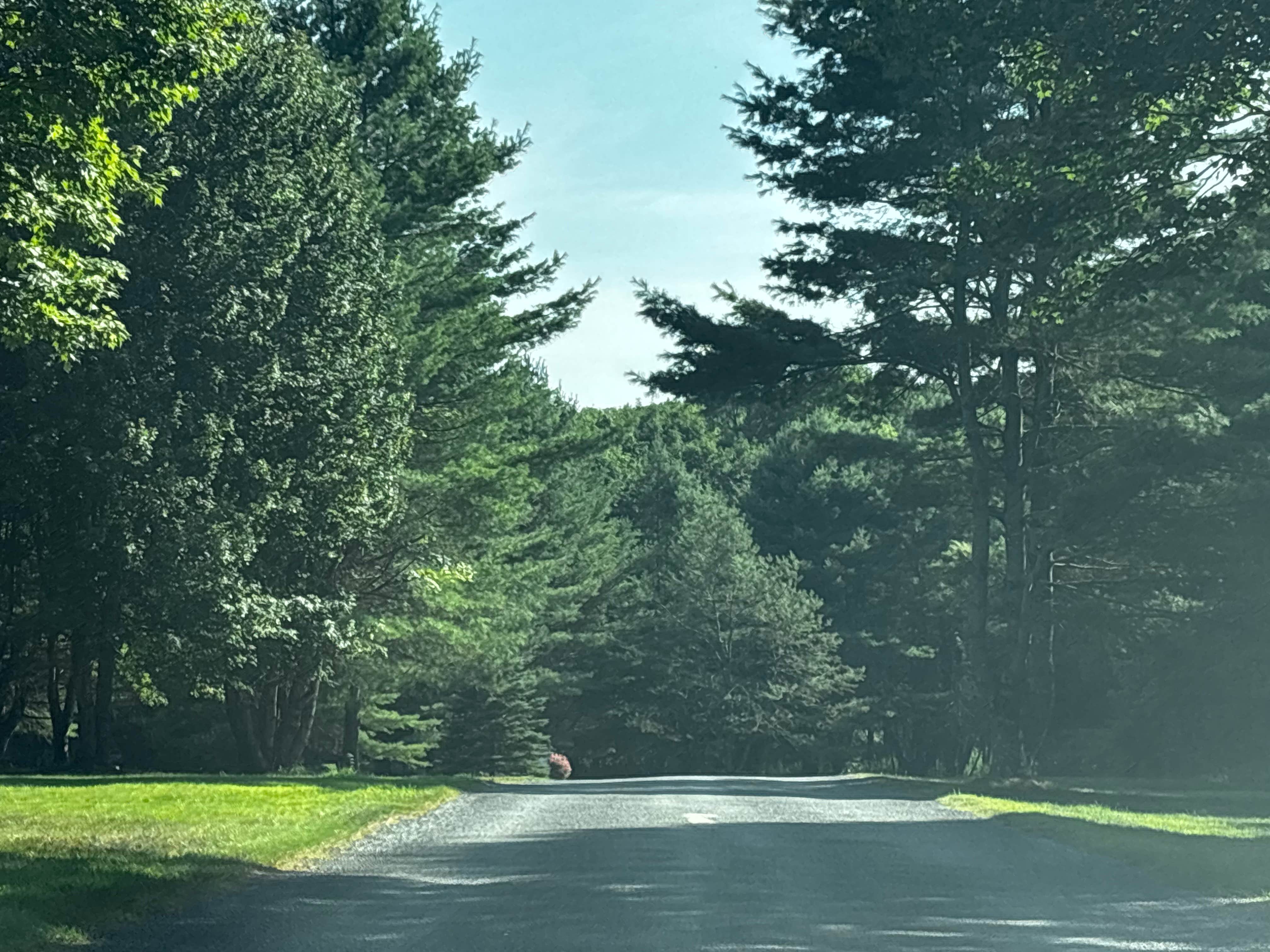 Jennifer H.'s photo of camping with pets at Hartwick Highlands Campground near Utica, NY