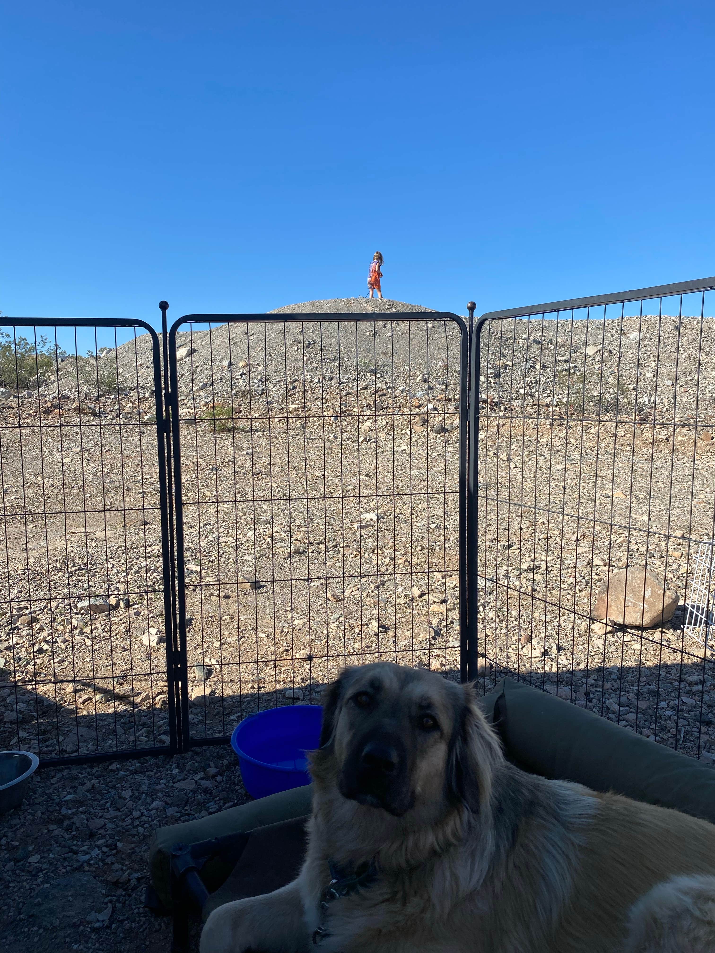 Imerie T.'s photo of camping with pets at Havasu BLM Dispersed near Mohave Valley, AZ