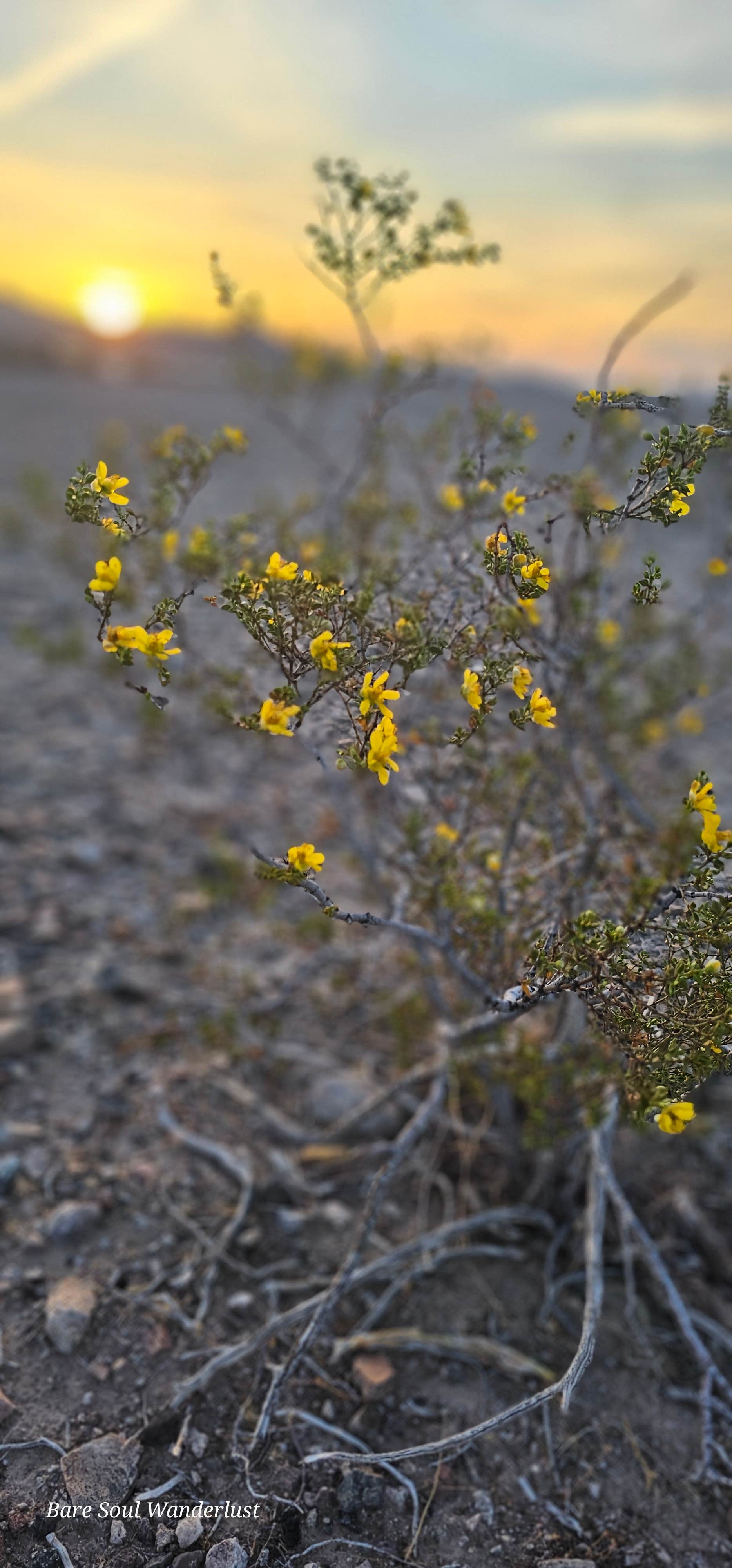 Camper submitted image from Havasu Heights - 2