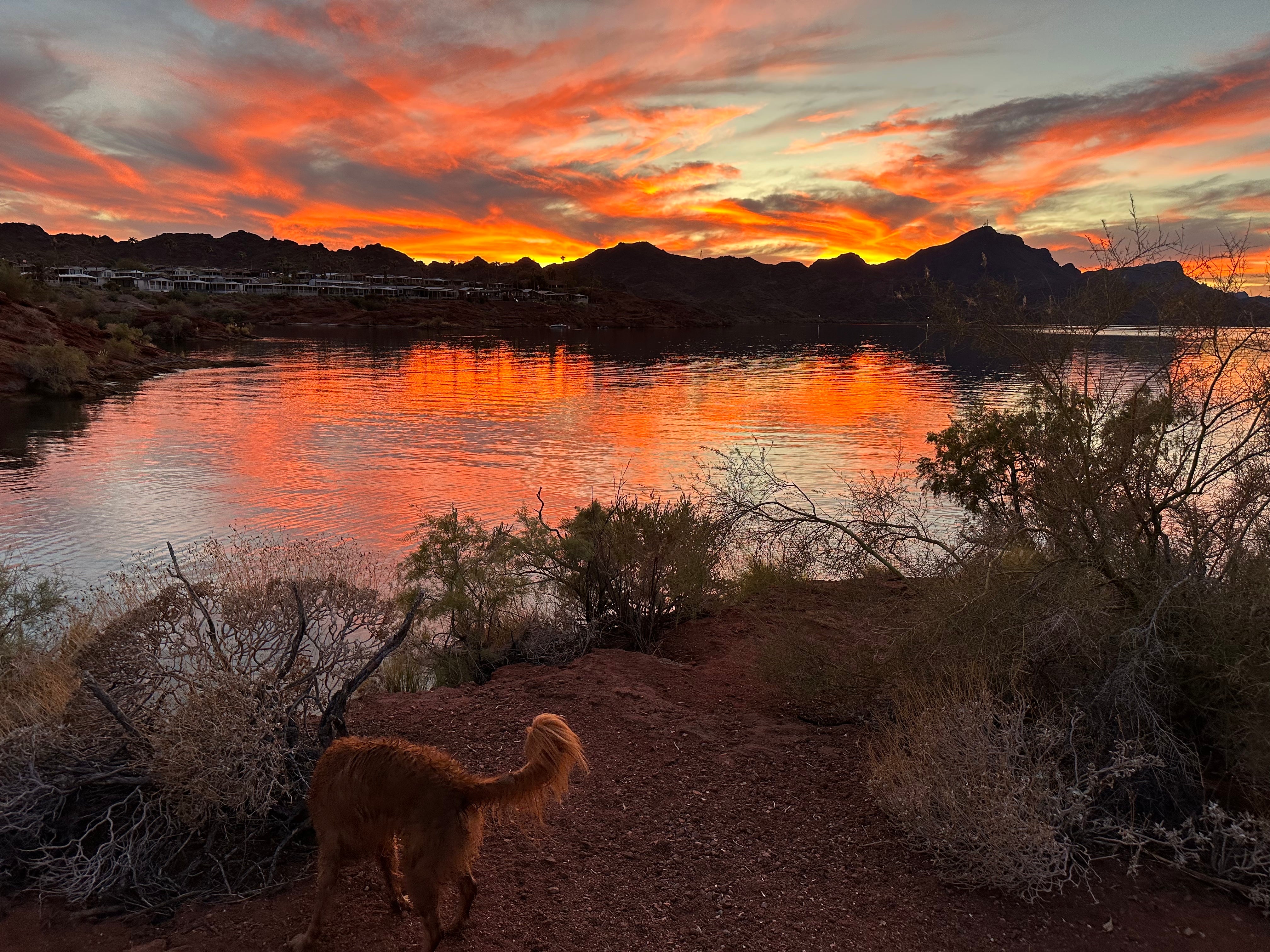 Camper submitted image from Havasu Springs Resort - 5