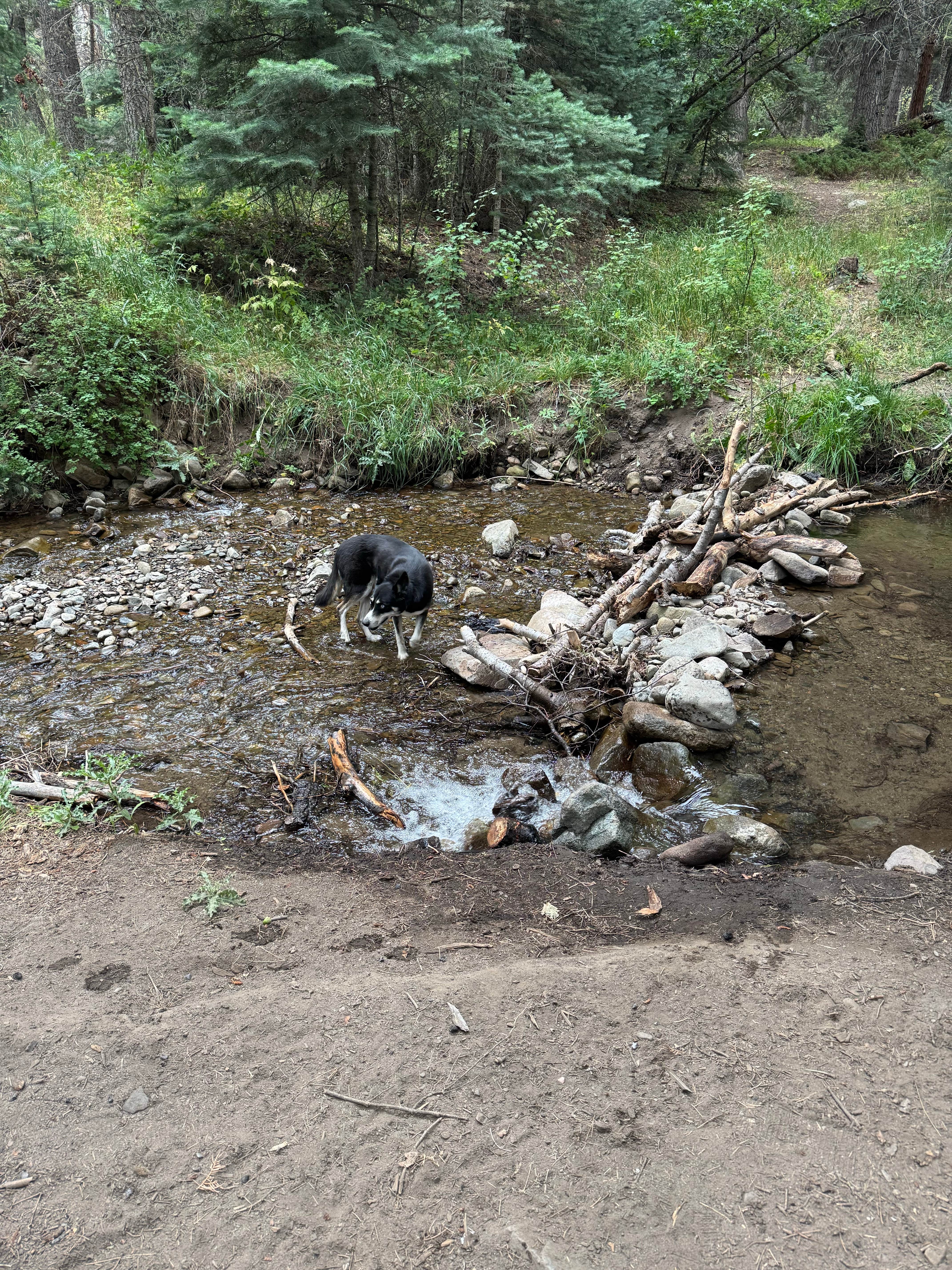 Kyli H.'s photo of camping with pets at Hayden Creek Roadside Camp near Westcliffe, CO