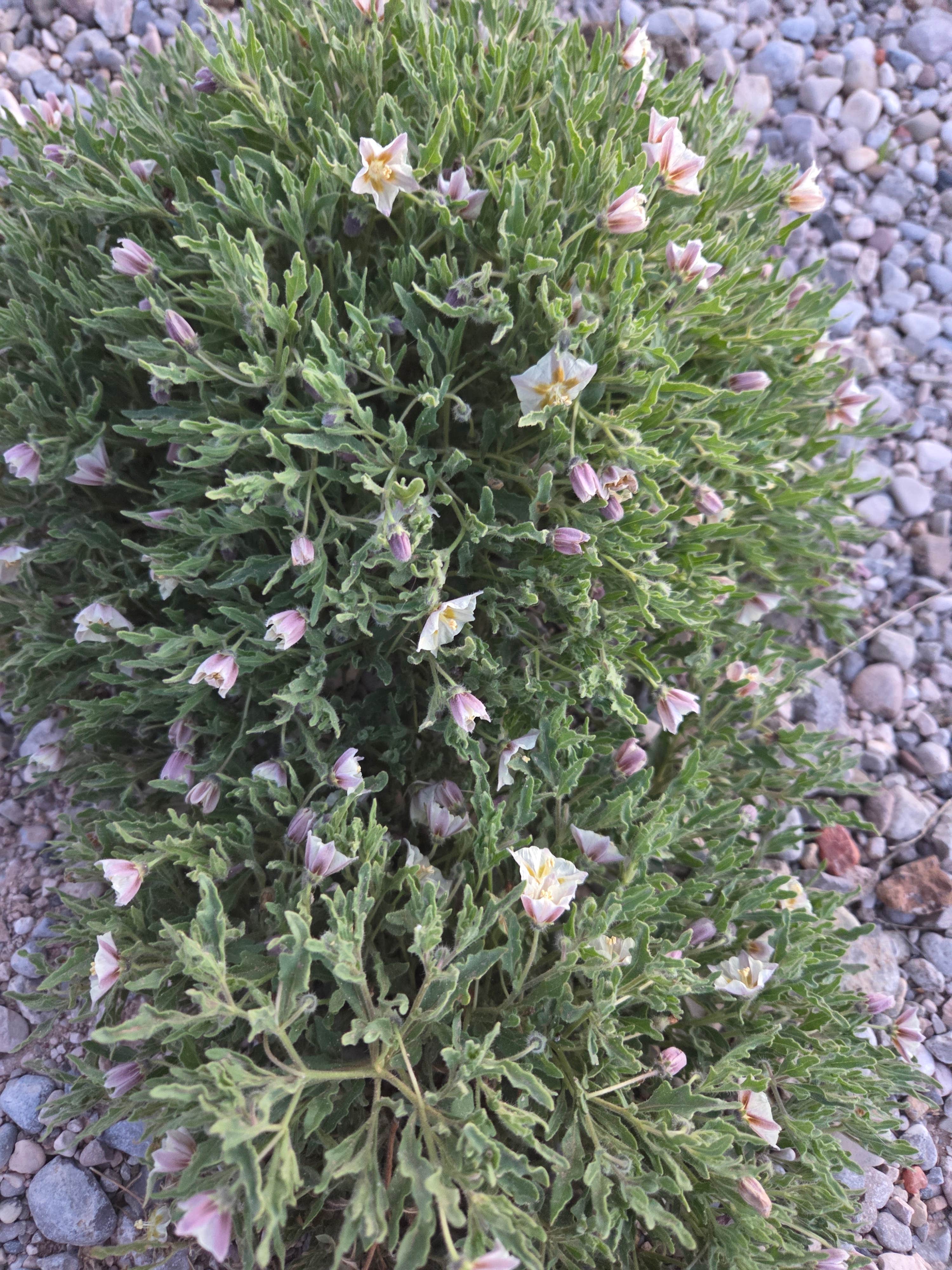 Camper-submitted photo at Haystack Mountain OHV Area near Dexter, NM