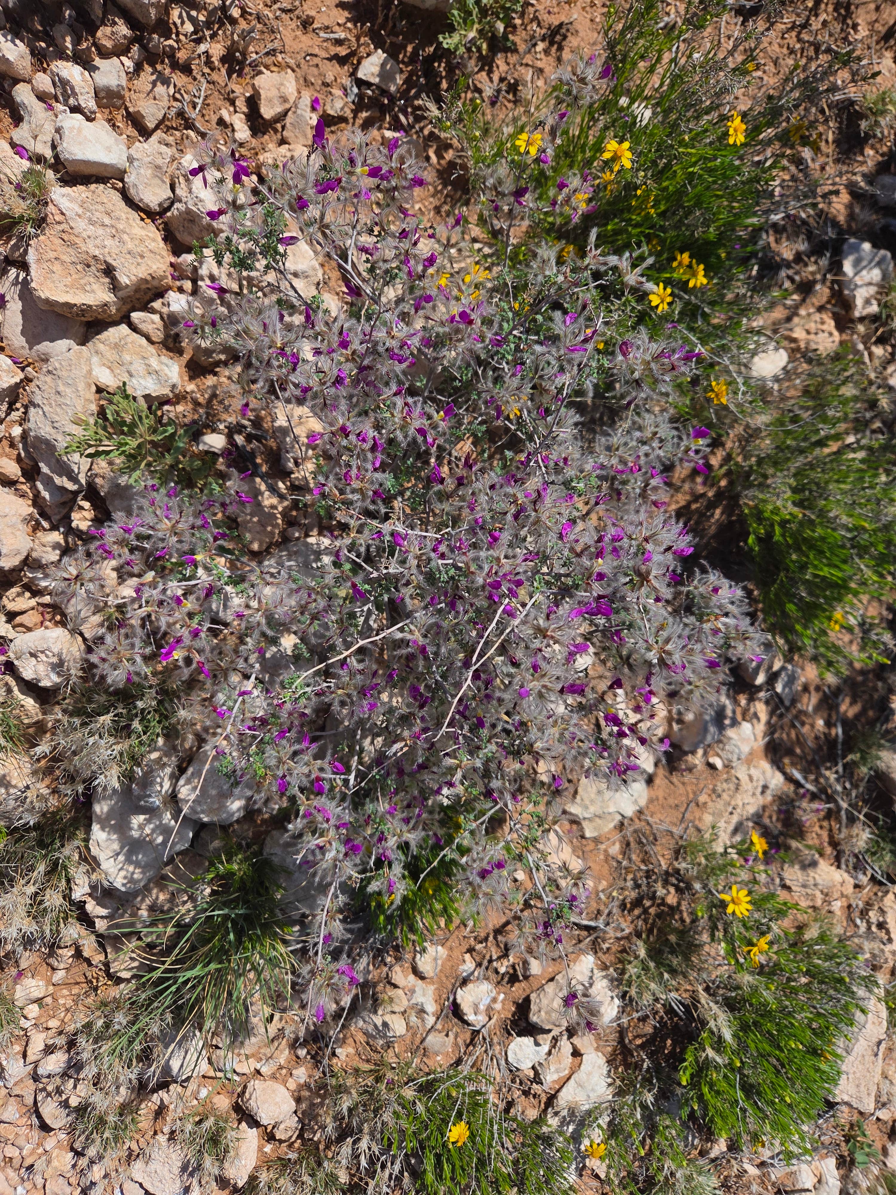 Haystack Mountain OHV Area