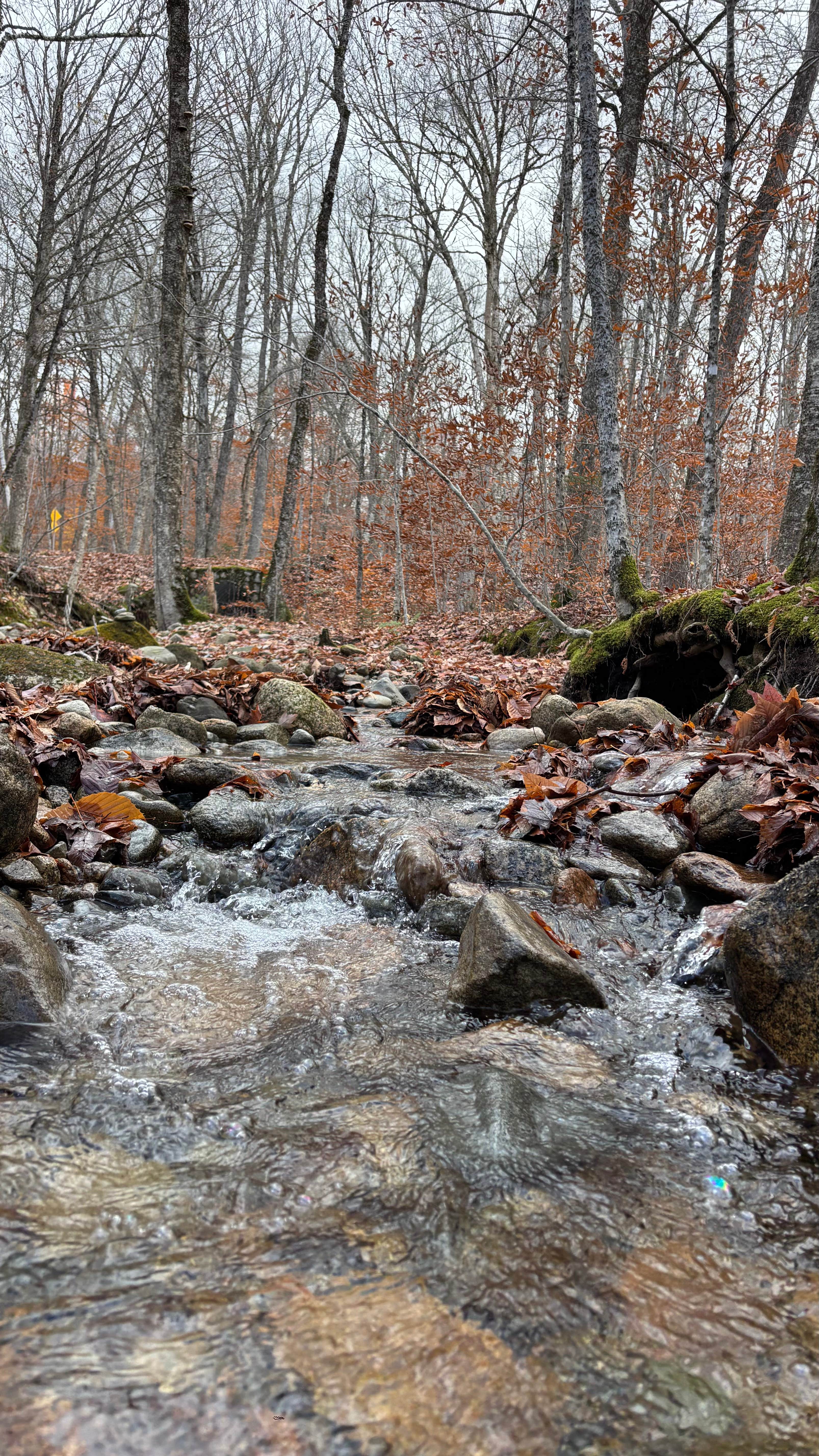 Camper-submitted photo at Haystack Road near Denmark, ME