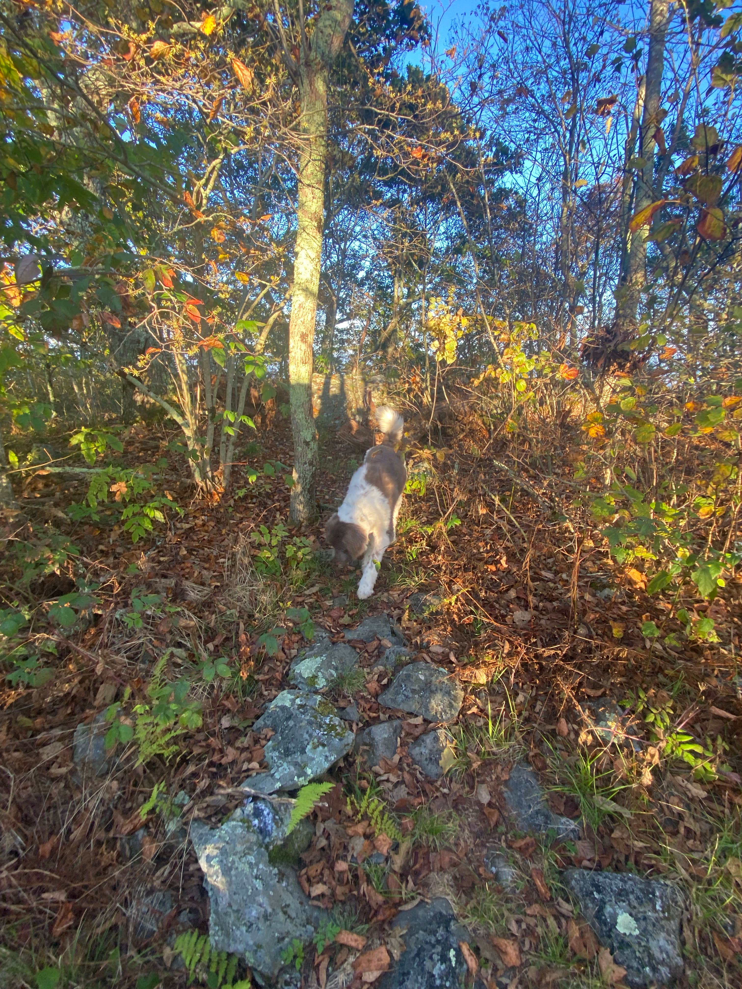 Camper-submitted photo at Hazeltop Summit Dispersed Camping near Culpeper, VA